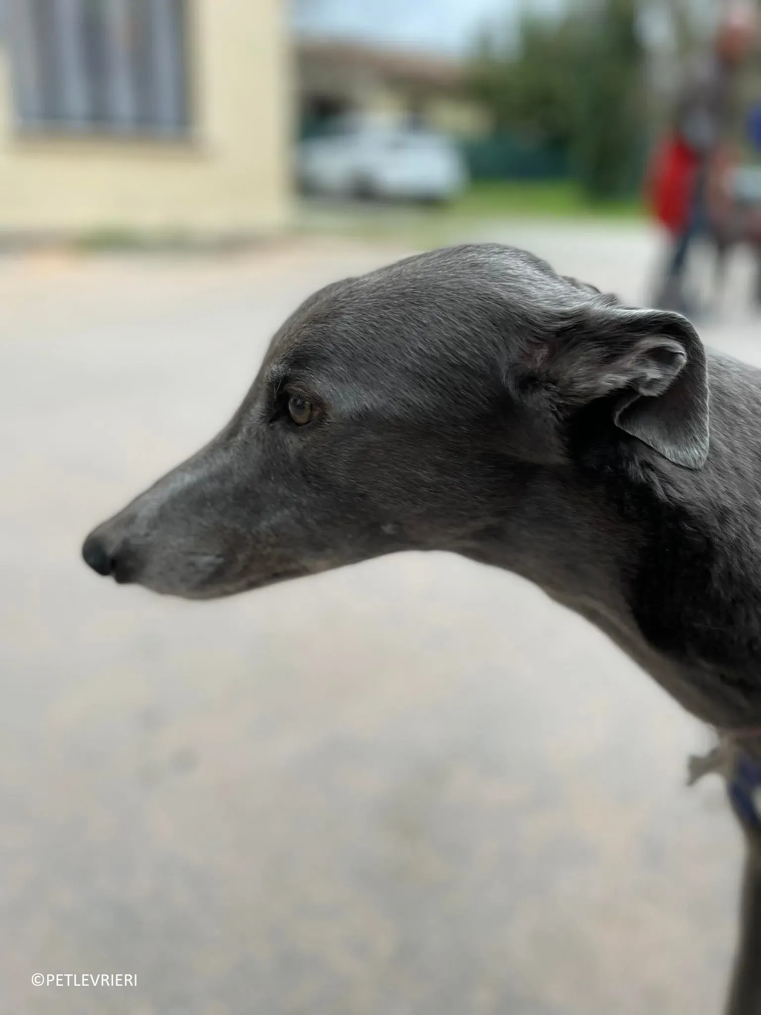 Double adozione levrieri greyhound.14