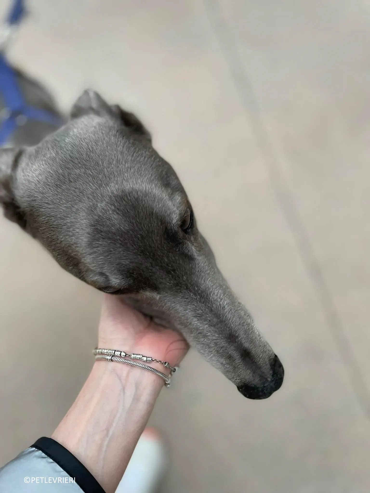 Double adozione levrieri greyhound.15