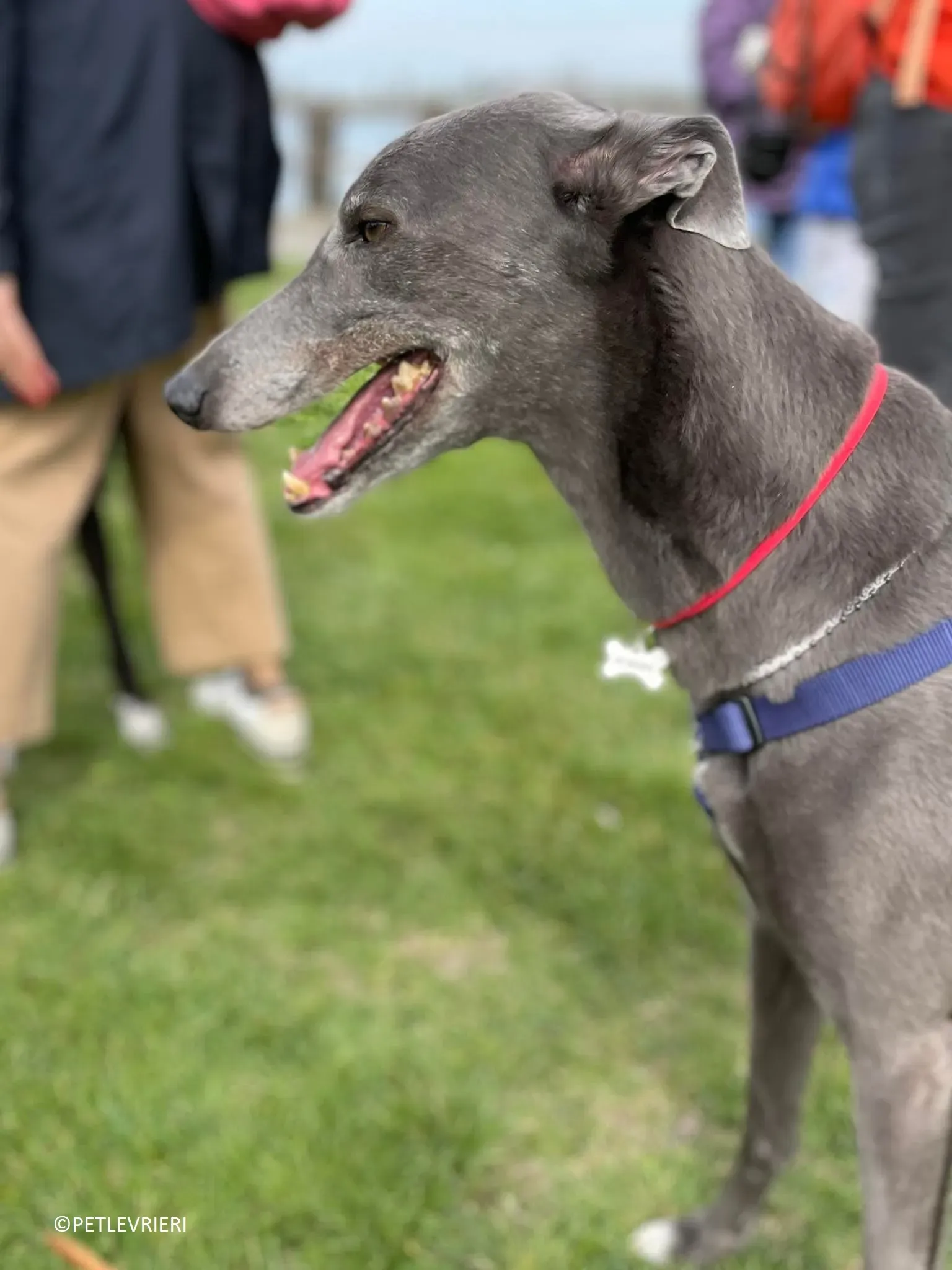 Double adozione levrieri greyhound.16