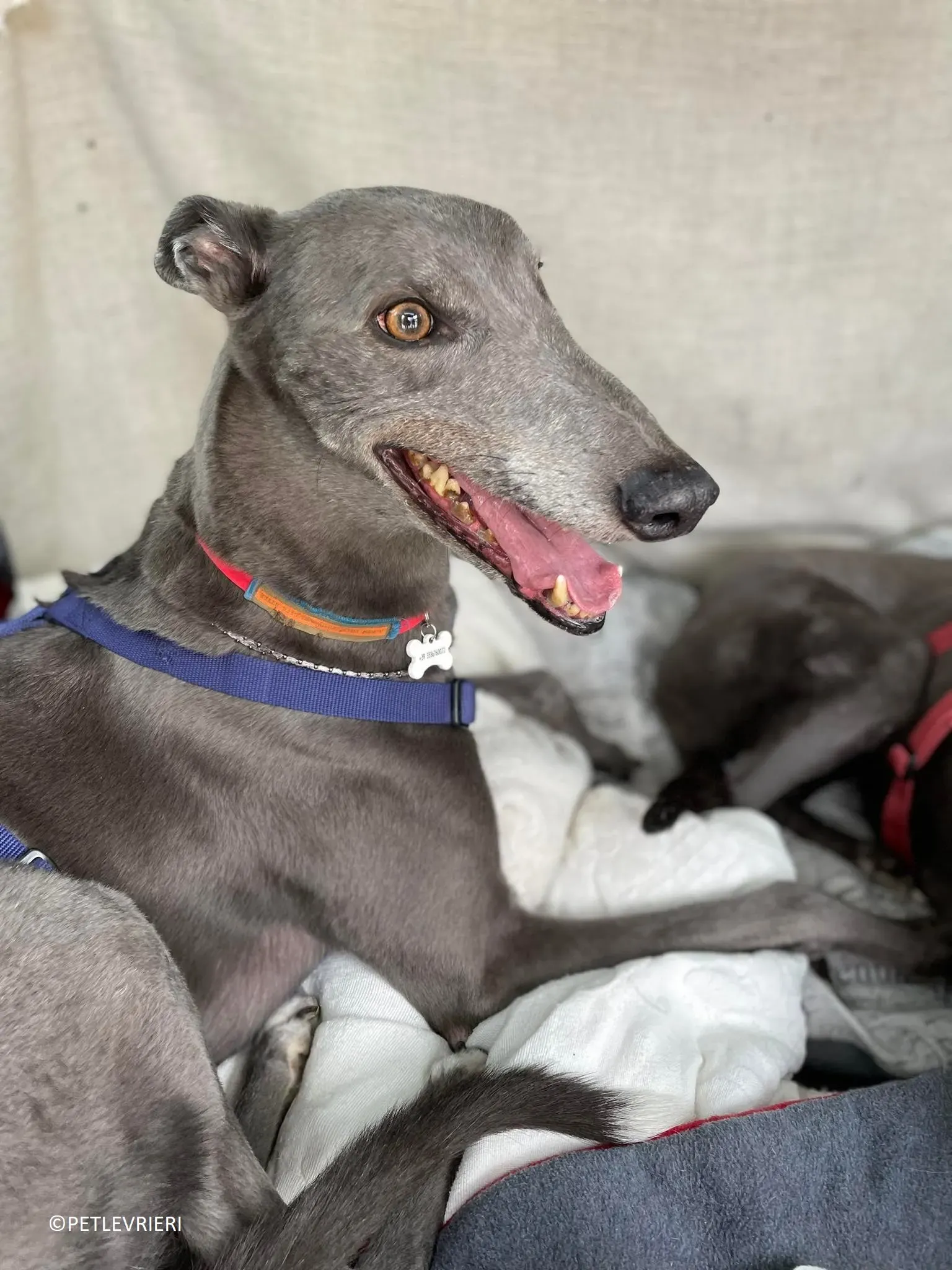 Double adozione levrieri greyhound.18