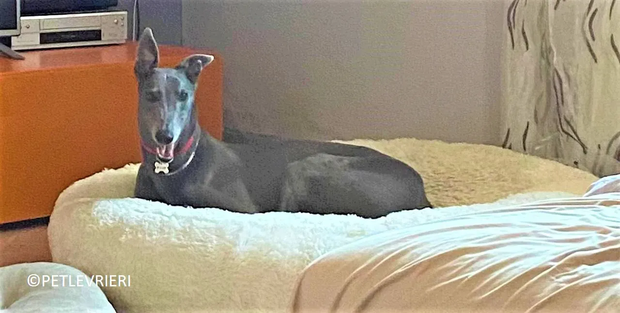 Double adozione levrieri greyhound.19 2