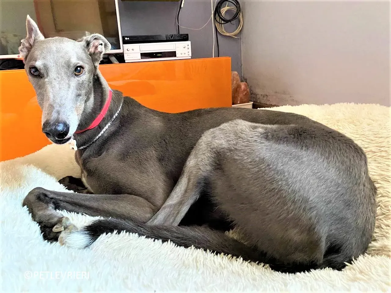 Double adozione levrieri greyhound.20 2