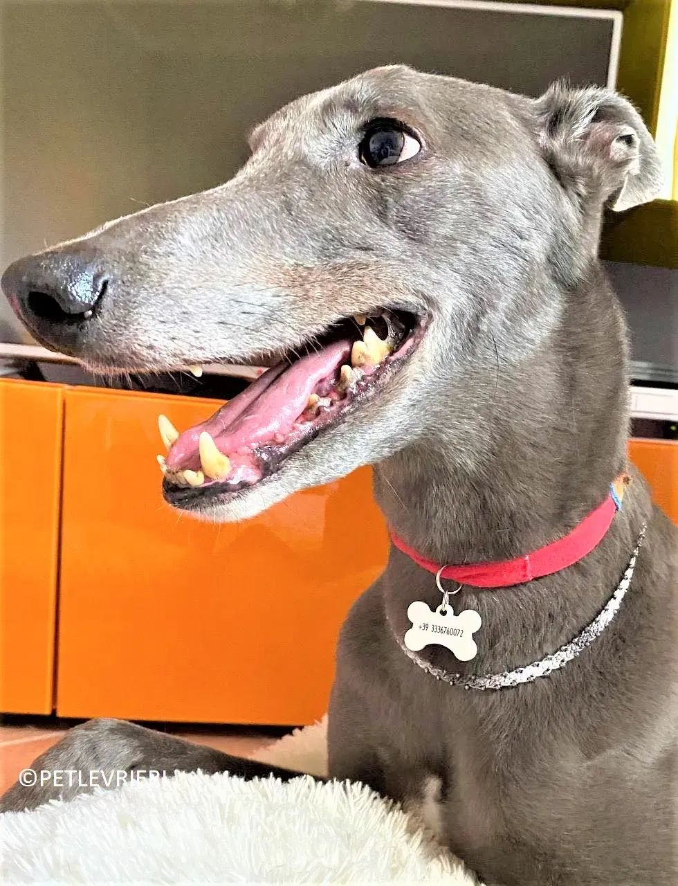 Double adozione levrieri greyhound.21 2