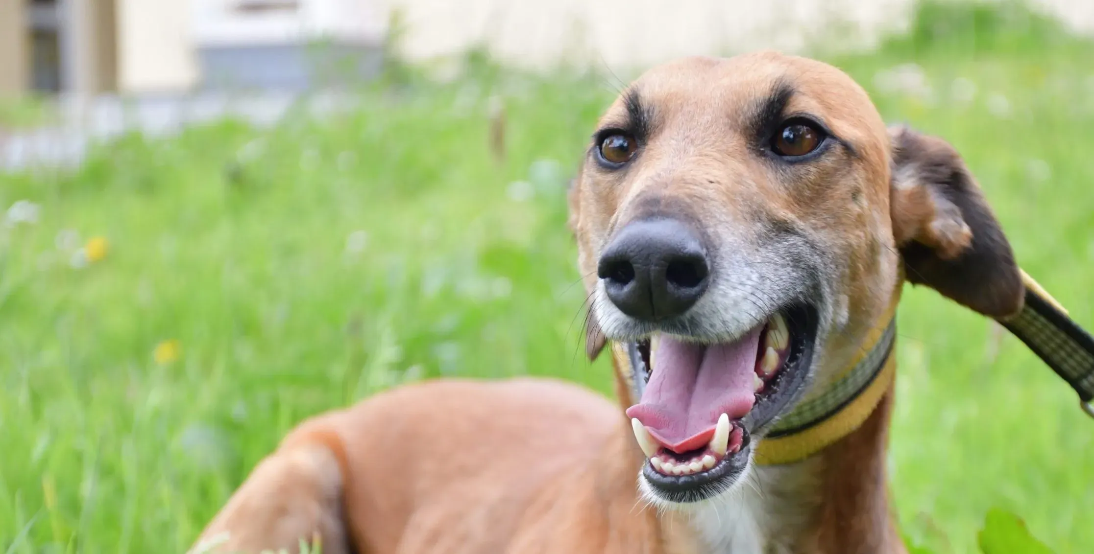 Douglas adozione levrieri greyhound 1 scaled e1657380610338