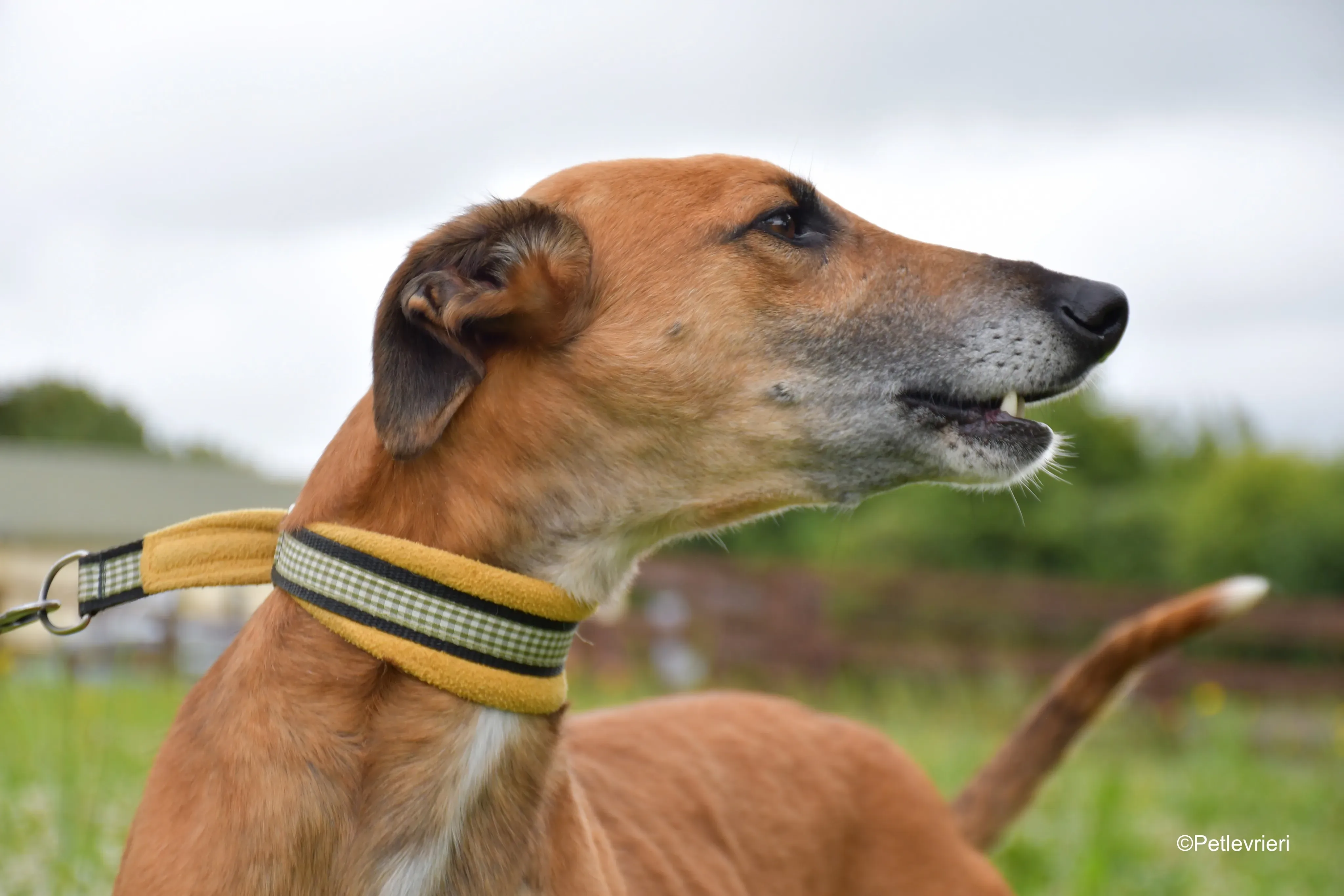 Douglas adozione levrieri greyhound 10