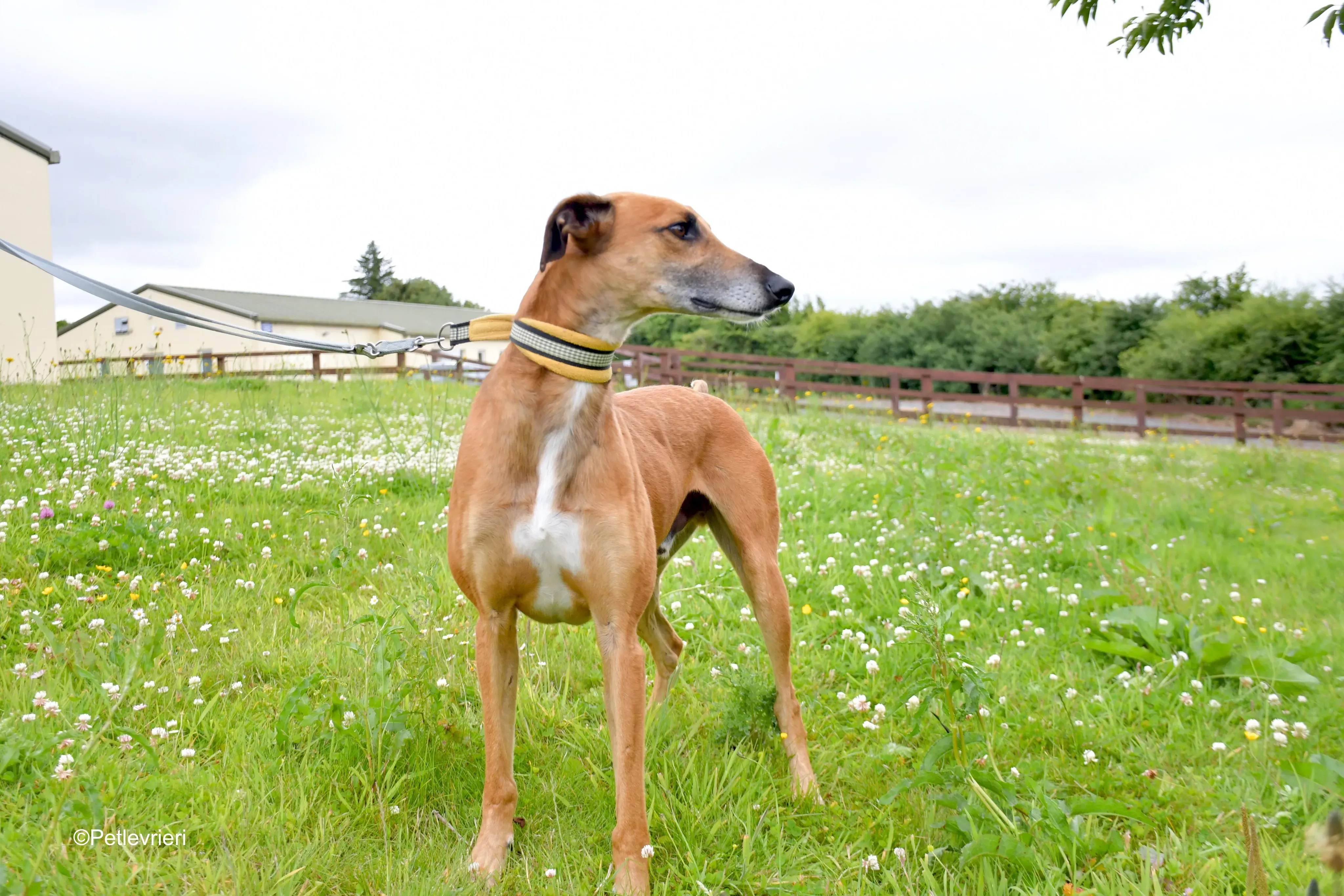 Douglas adozione levrieri greyhound 11