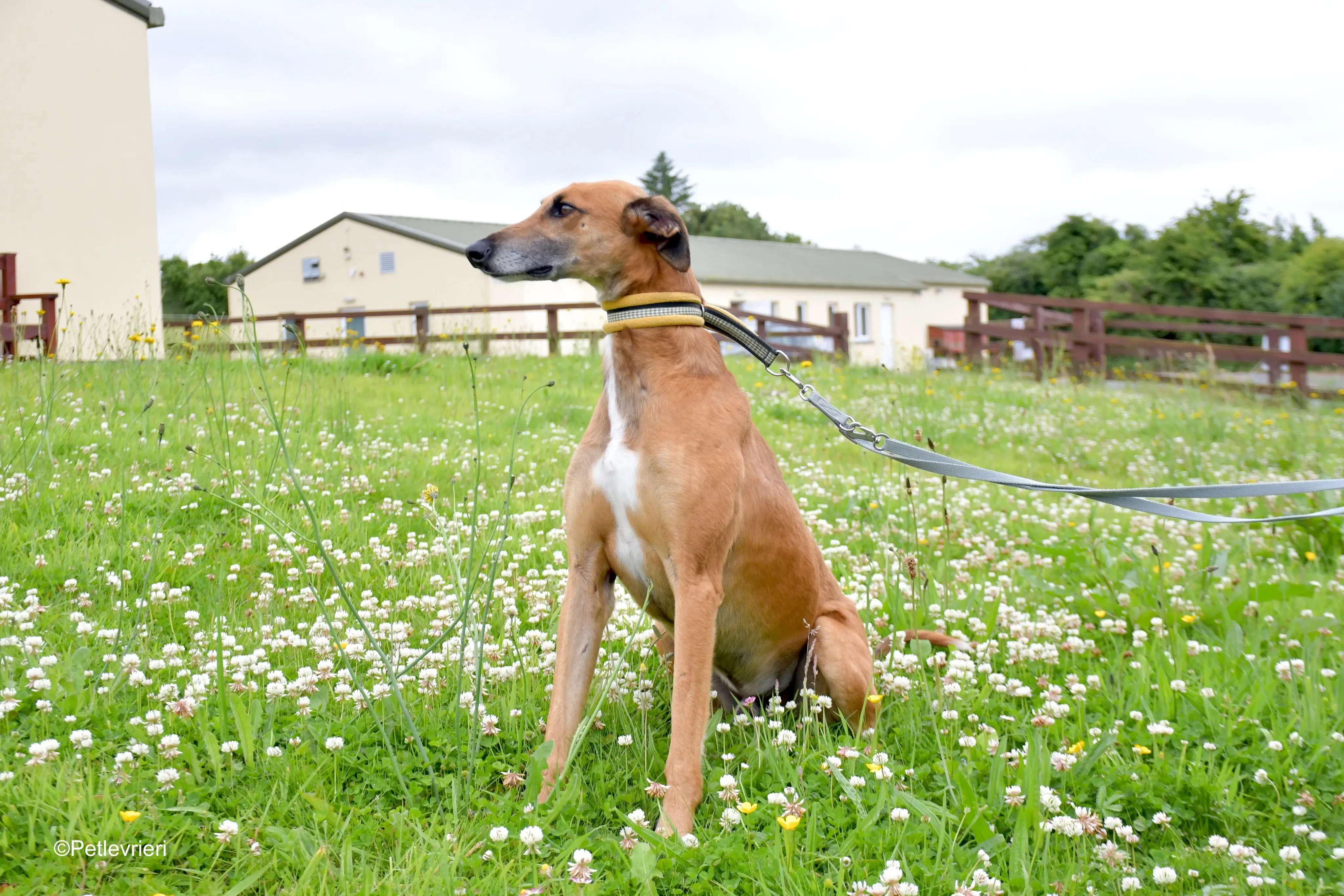 Douglas adozione levrieri greyhound 12