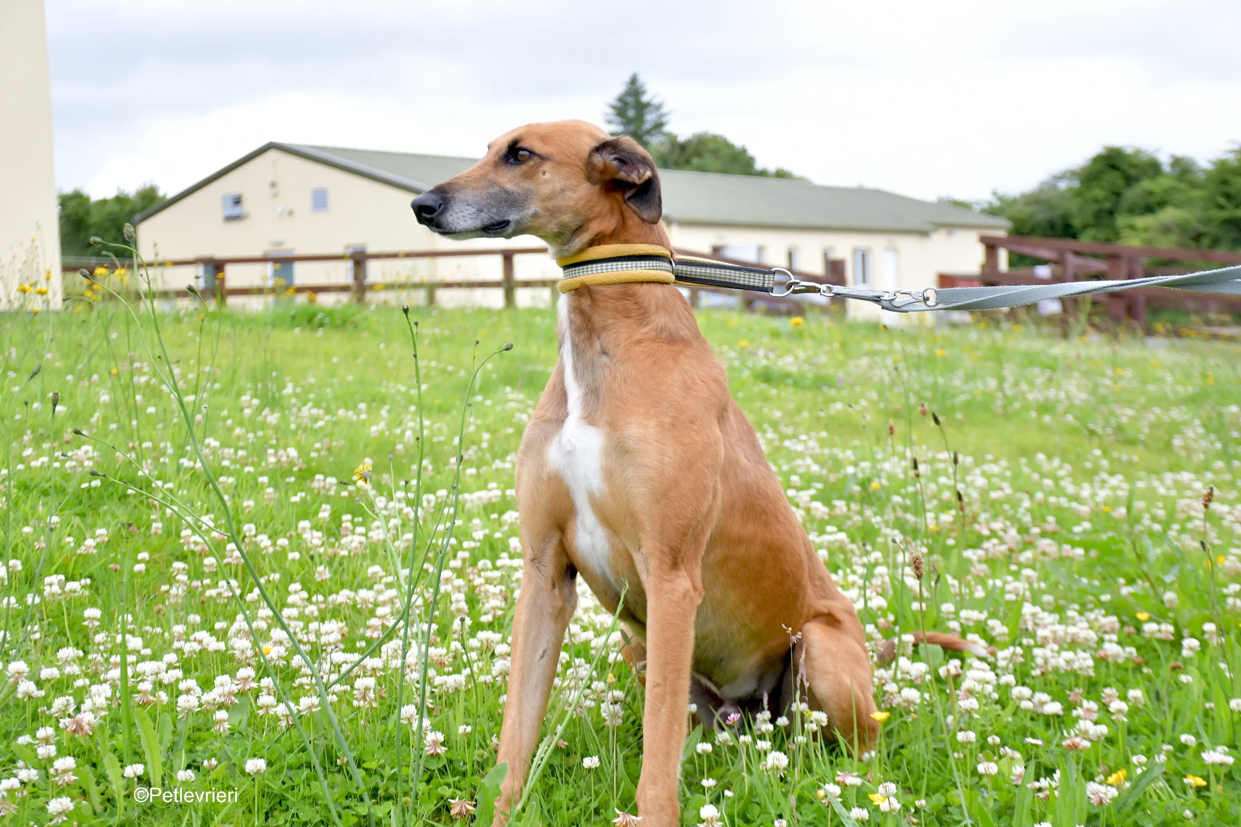 Douglas adozione levrieri greyhound 13