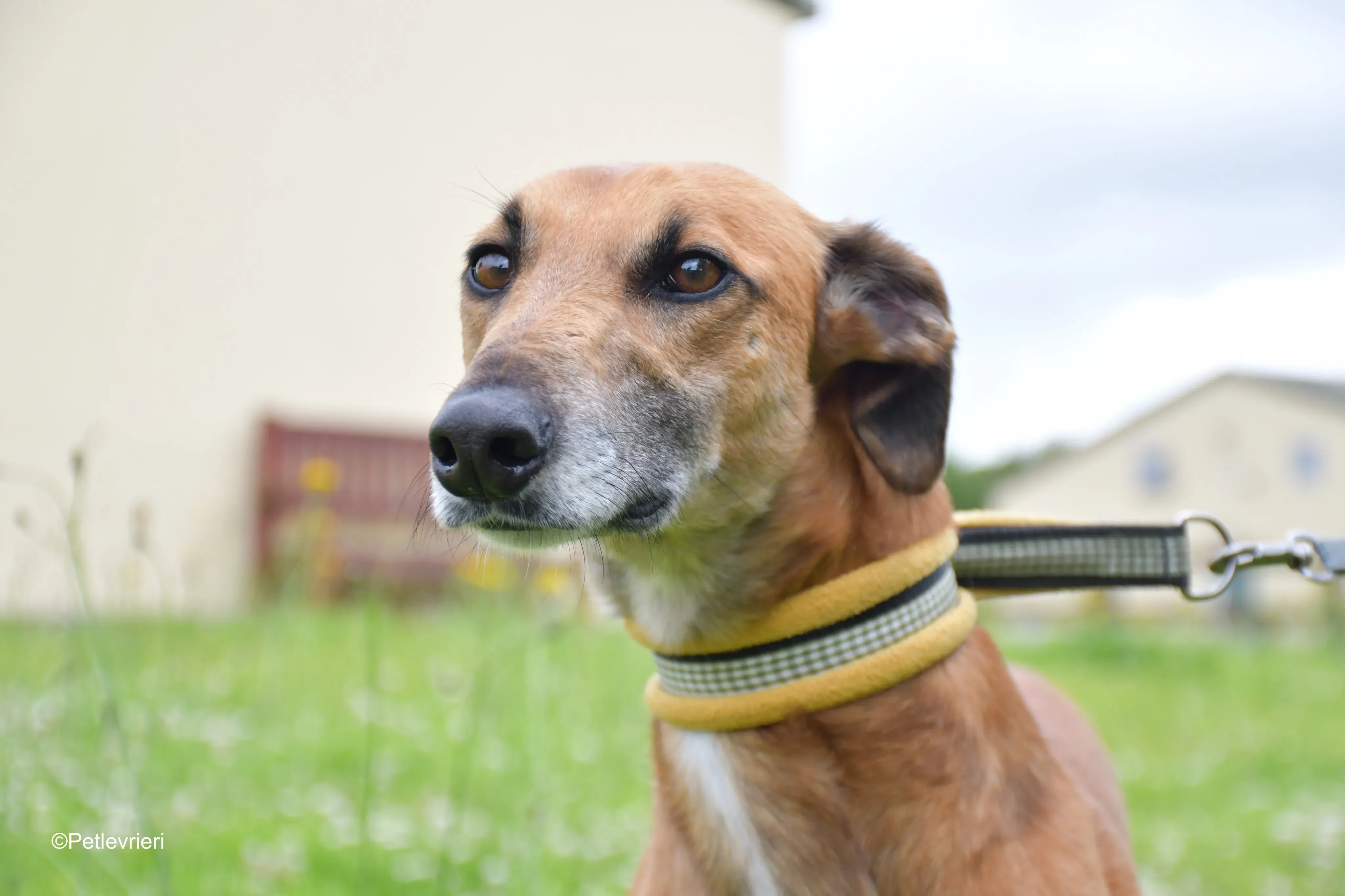 Douglas adozione levrieri greyhound 14