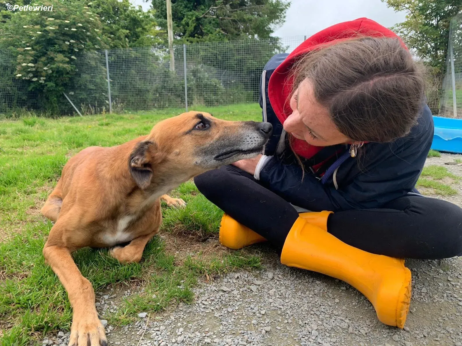 Douglas adozione levrieri greyhound 15