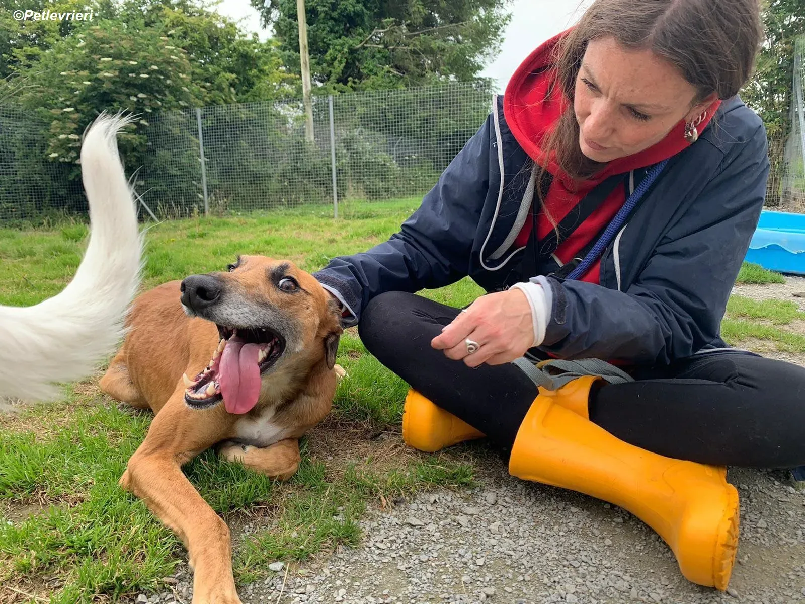 Douglas adozione levrieri greyhound 16