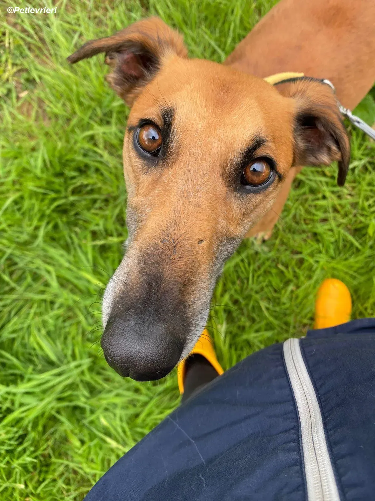 Douglas adozione levrieri greyhound 17