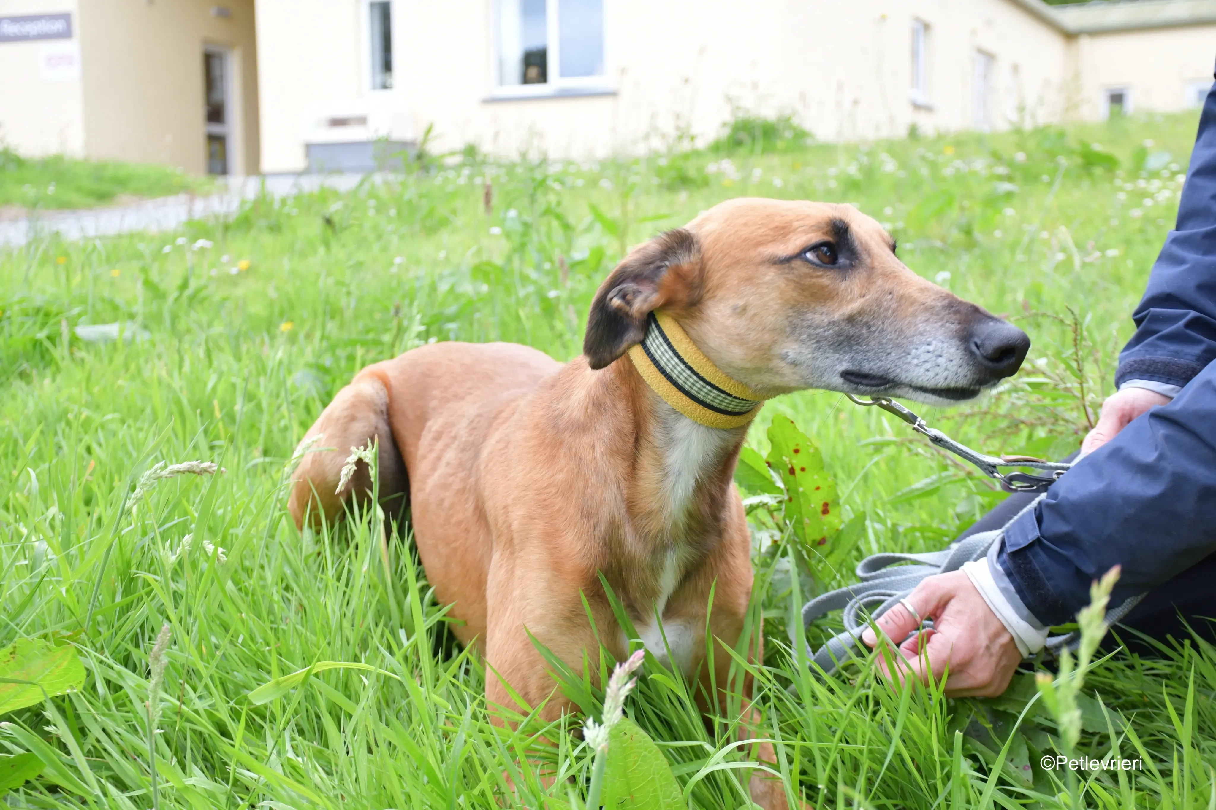 Douglas adozione levrieri greyhound 2