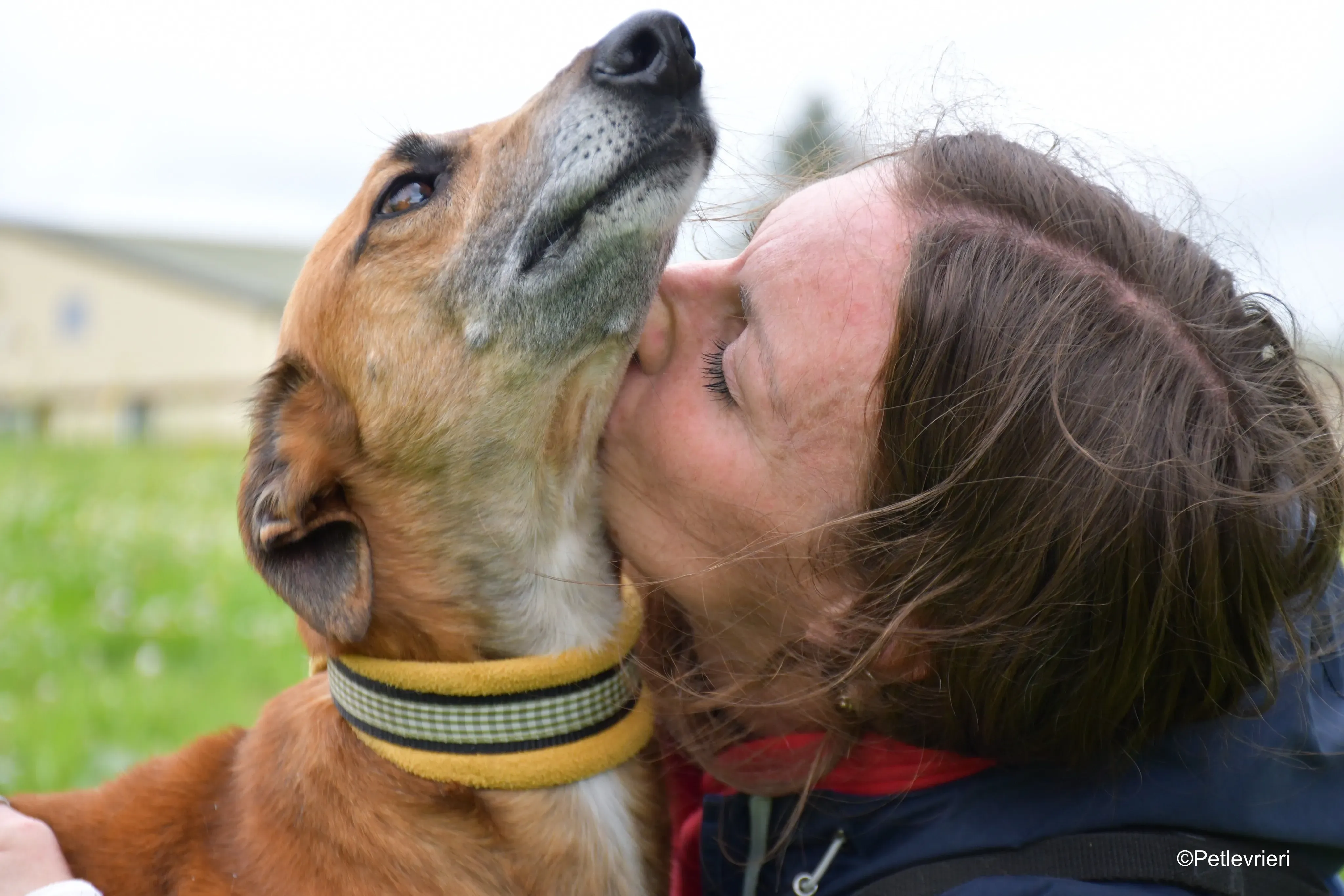 Douglas adozione levrieri greyhound 3