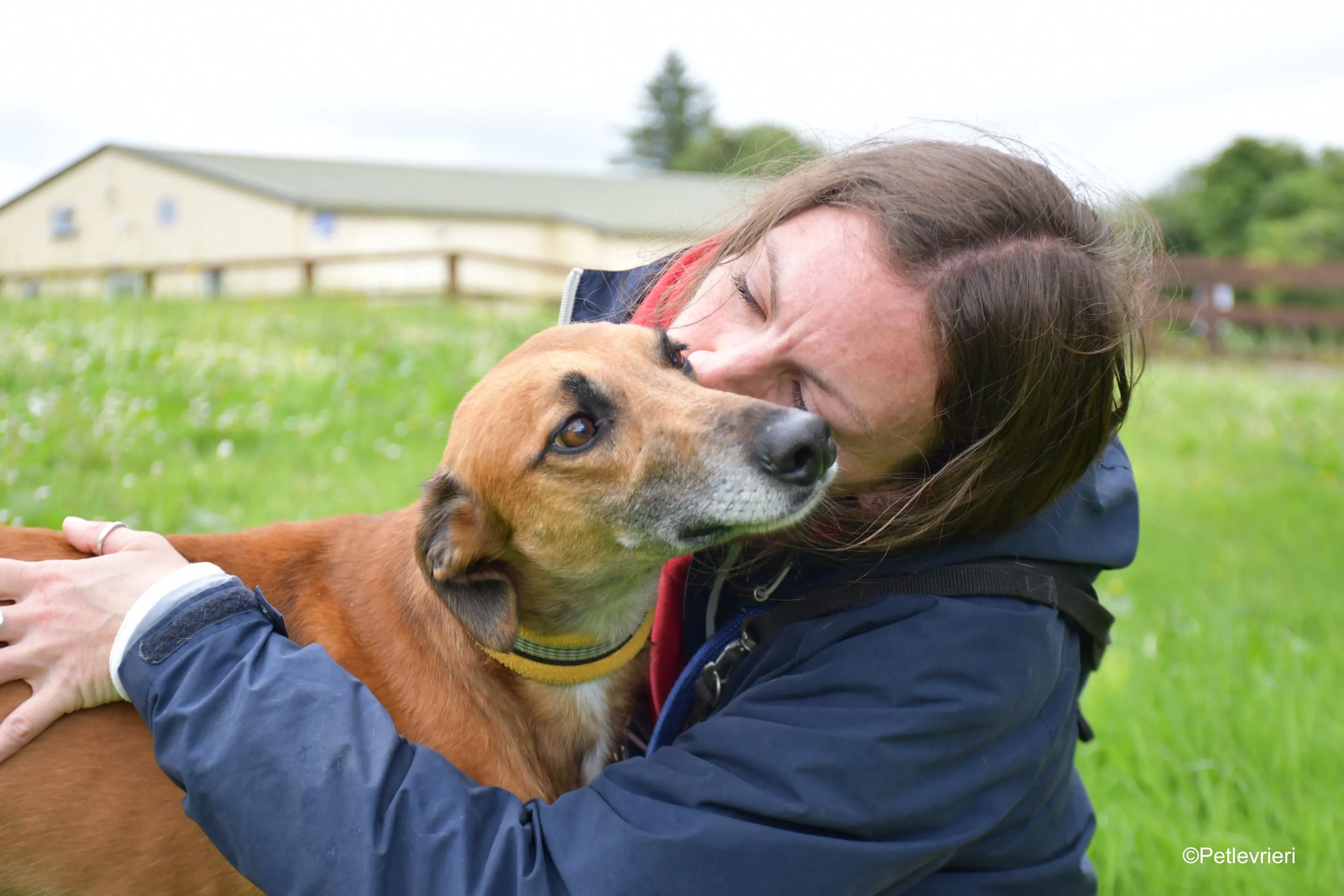 Douglas adozione levrieri greyhound 4