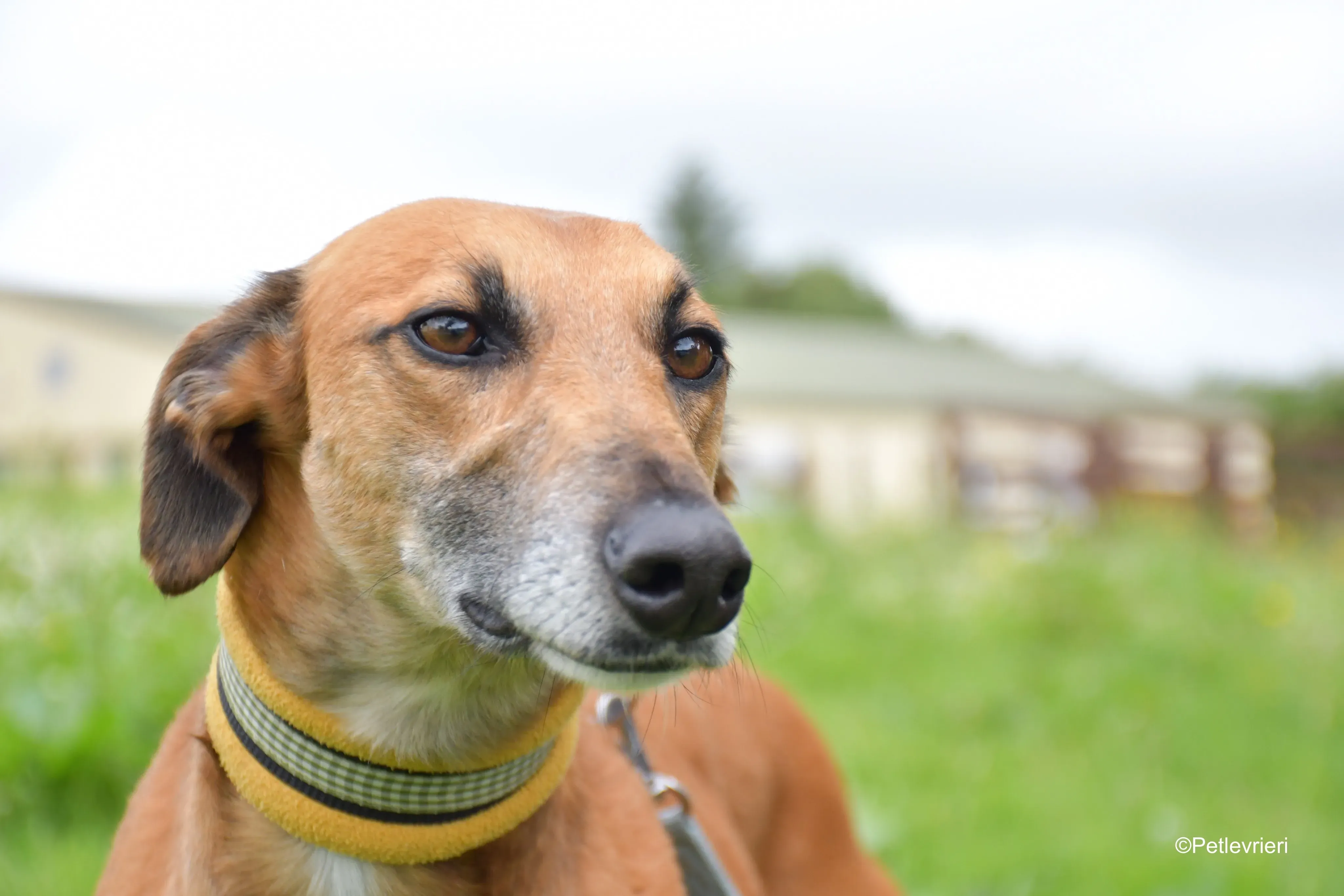 Douglas adozione levrieri greyhound 5