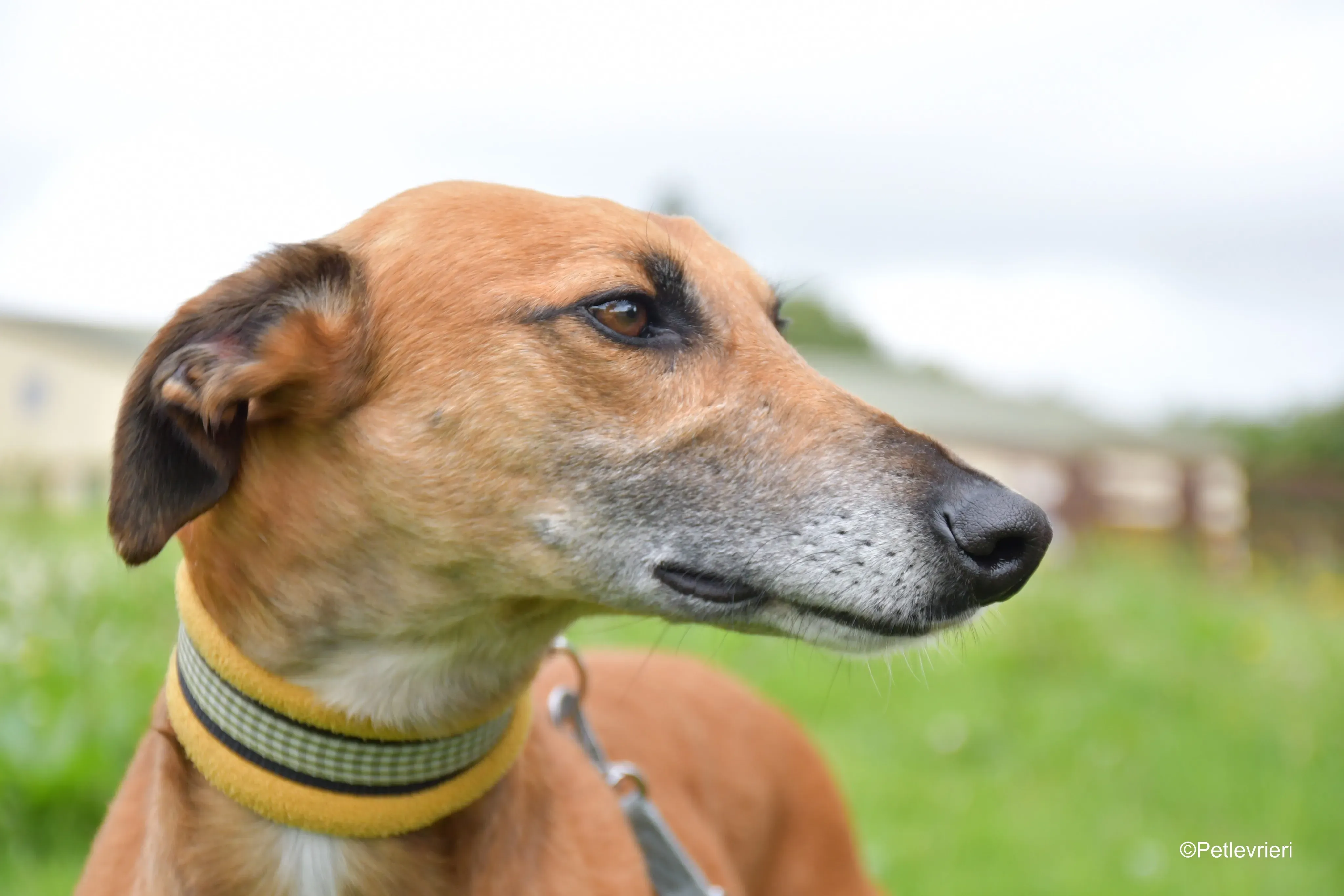 Douglas adozione levrieri greyhound 6