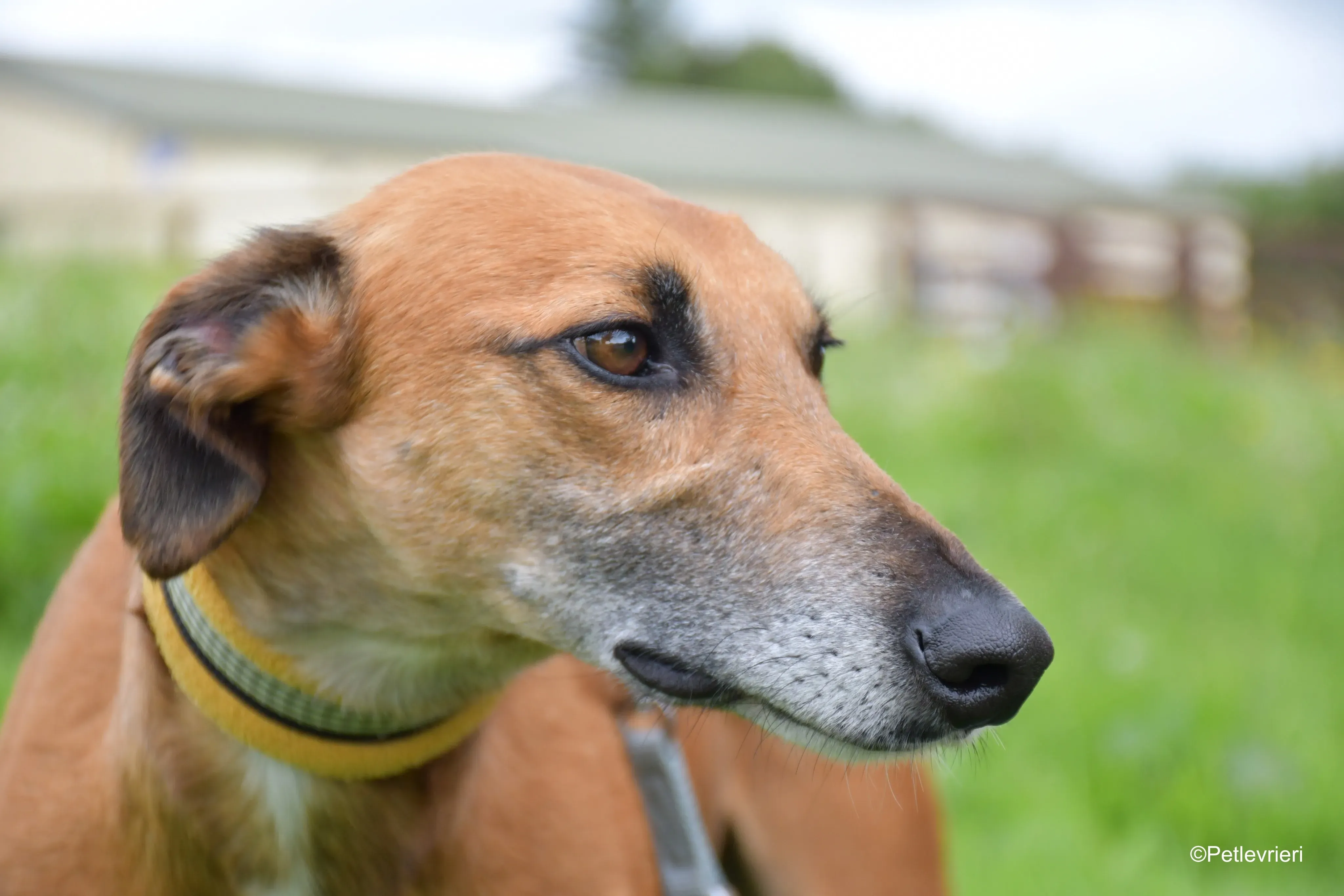 Douglas adozione levrieri greyhound 7