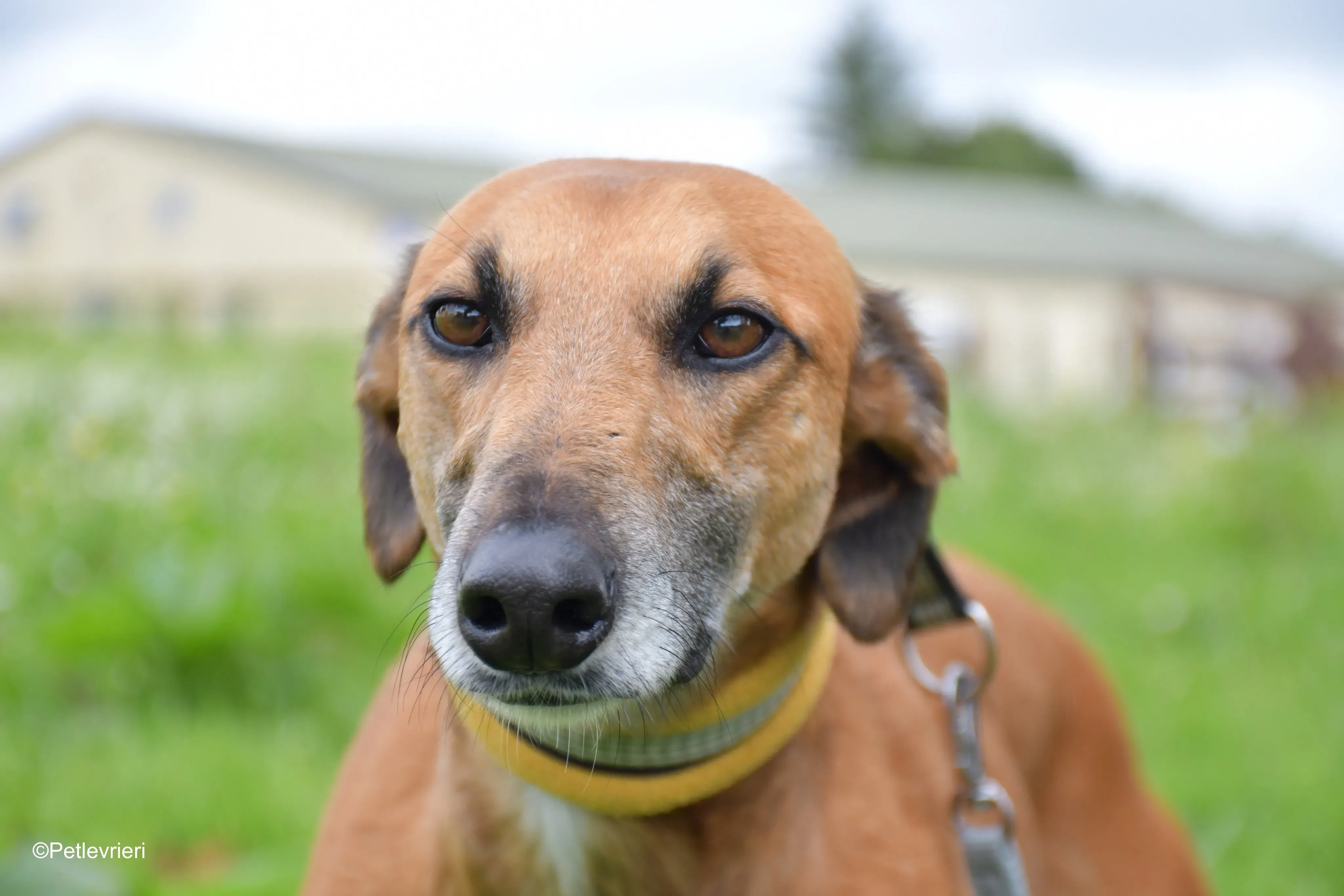 Douglas adozione levrieri greyhound 8