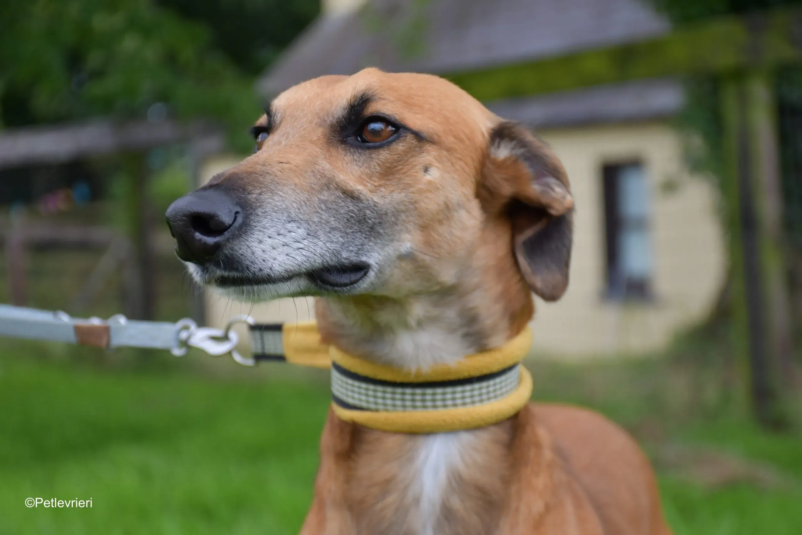 Douglas adozione levrieri greyhound 9 scaled