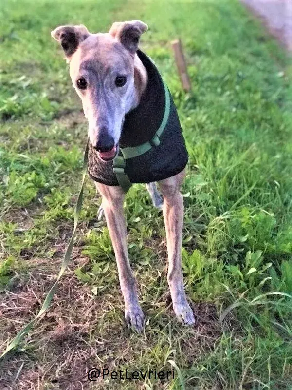 Duke adozione levrieri galgo 05 2