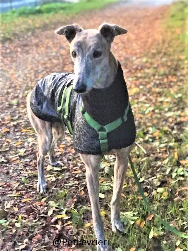 Duke adozione levrieri galgo 07 2