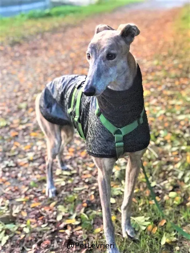 Duke adozione levrieri galgo 08 2