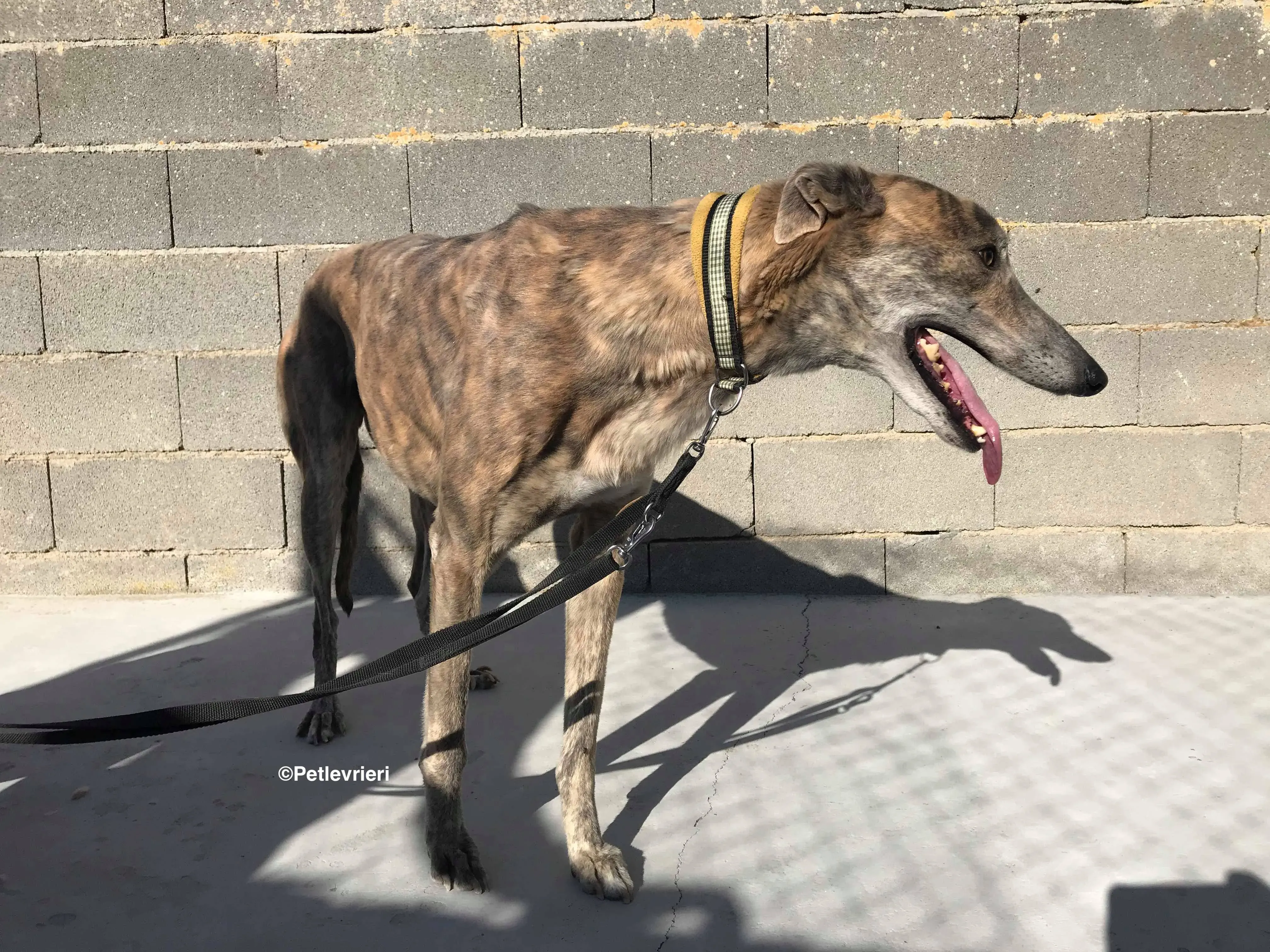 Duke adozione levrieri galgo 10