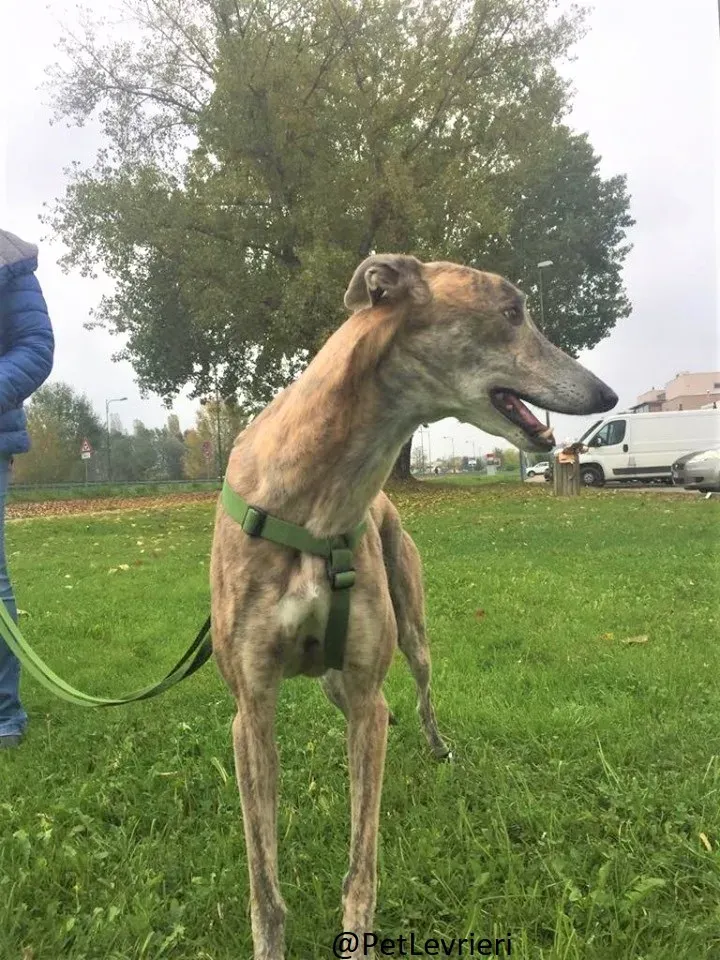 Duke adozione levrieri galgo 11 2