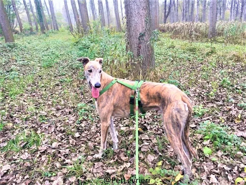 Duke adozione levrieri galgo 13 2