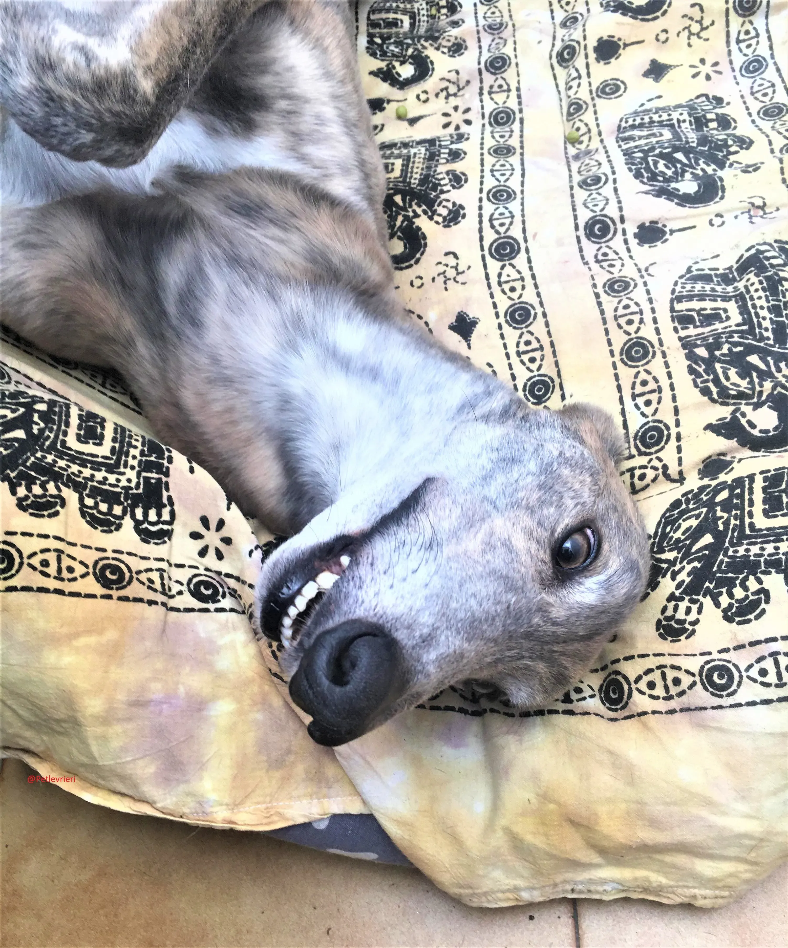 Duke adozione levrieri galgo 14 2