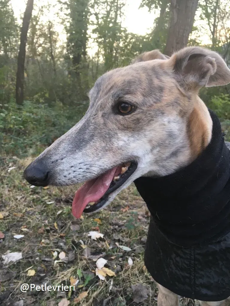 Duke adozione levrieri galgo 16