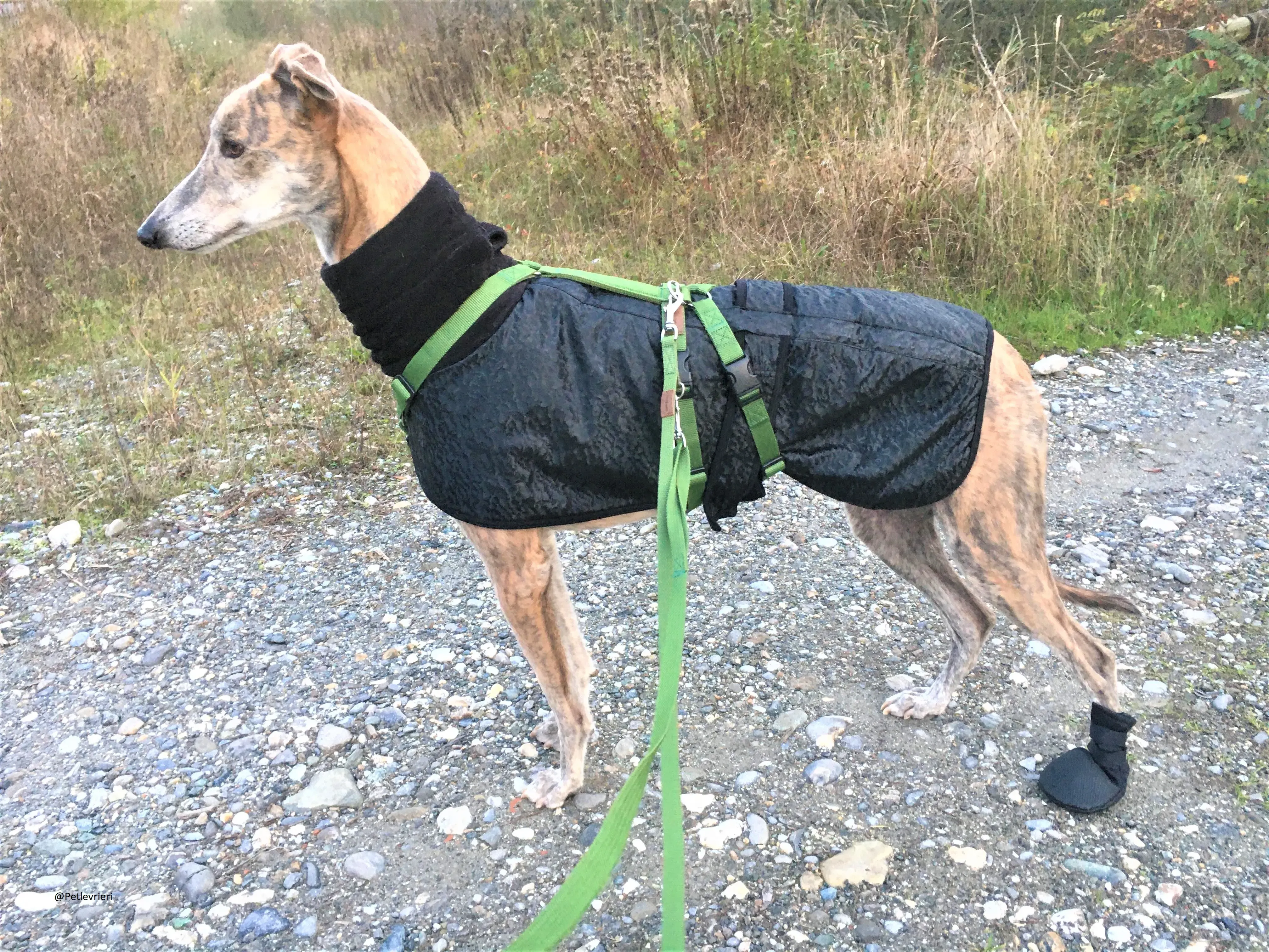 Duke adozione levrieri galgo 17 2