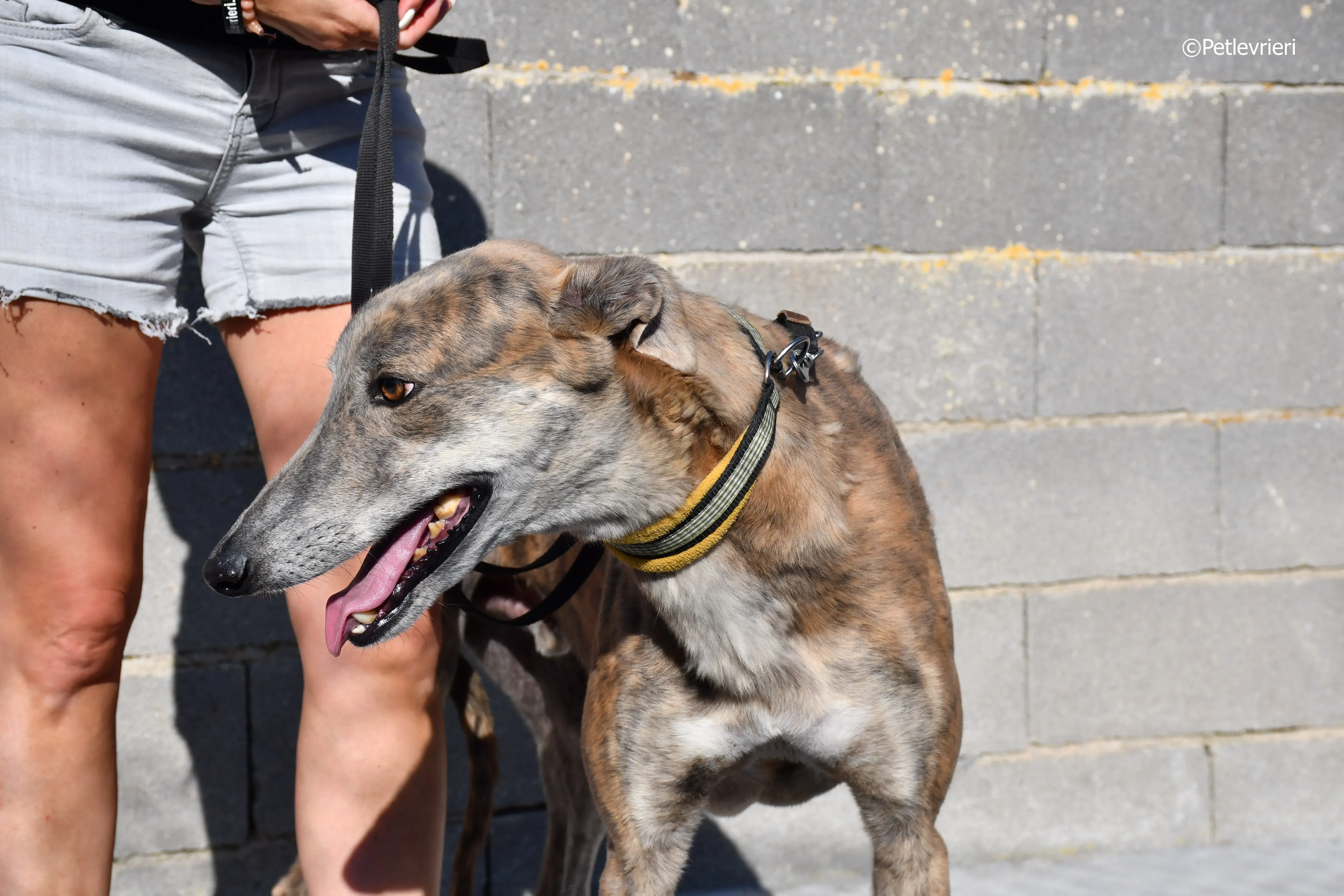 Duke adozione levrieri galgo 2