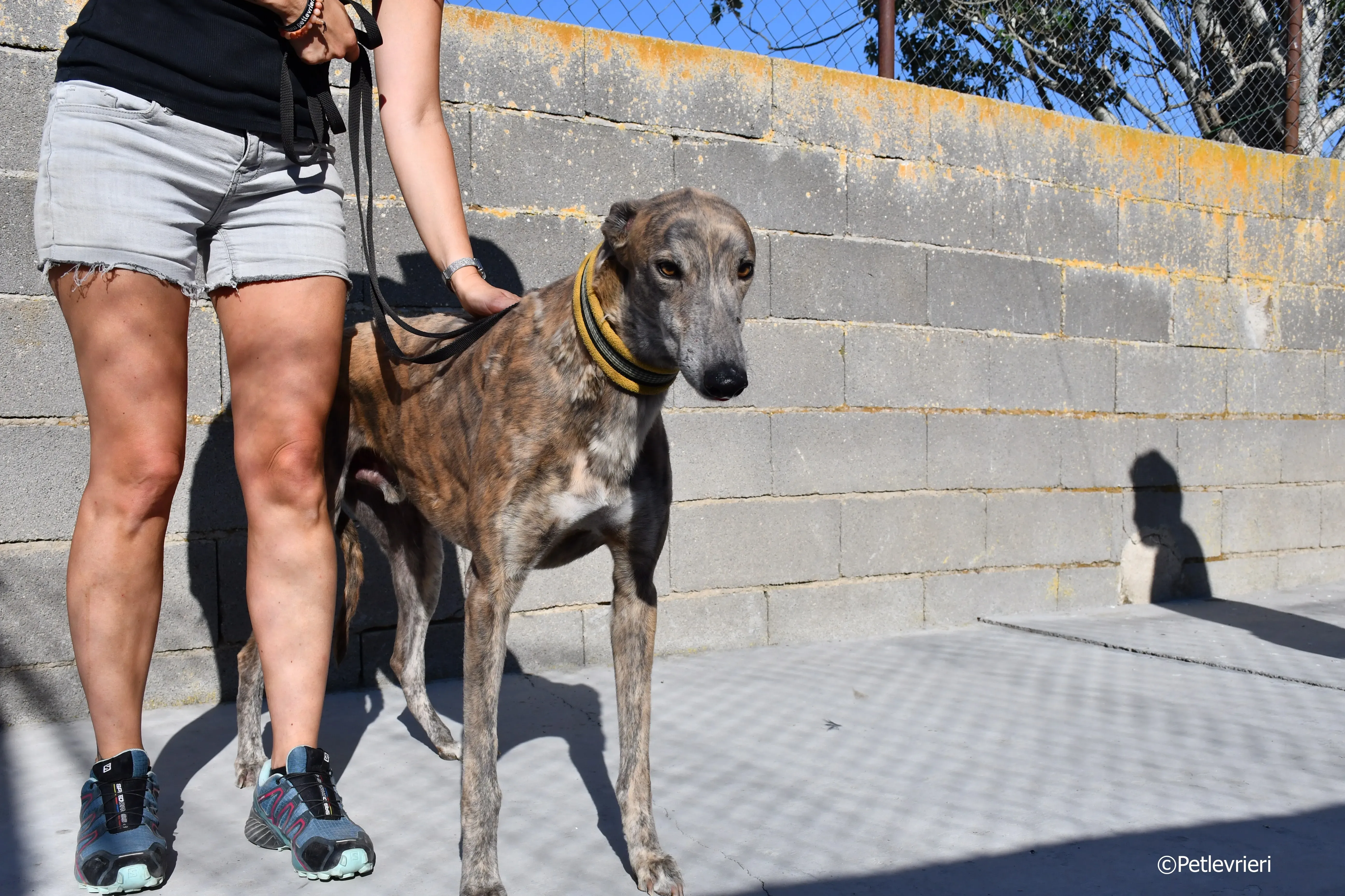 Duke adozione levrieri galgo 3