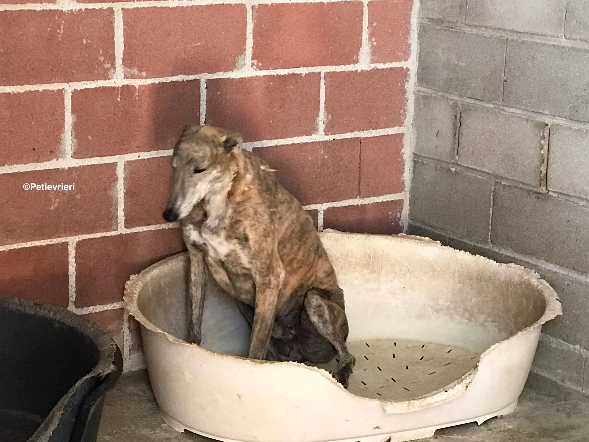 Duke adozione levrieri galgo 5