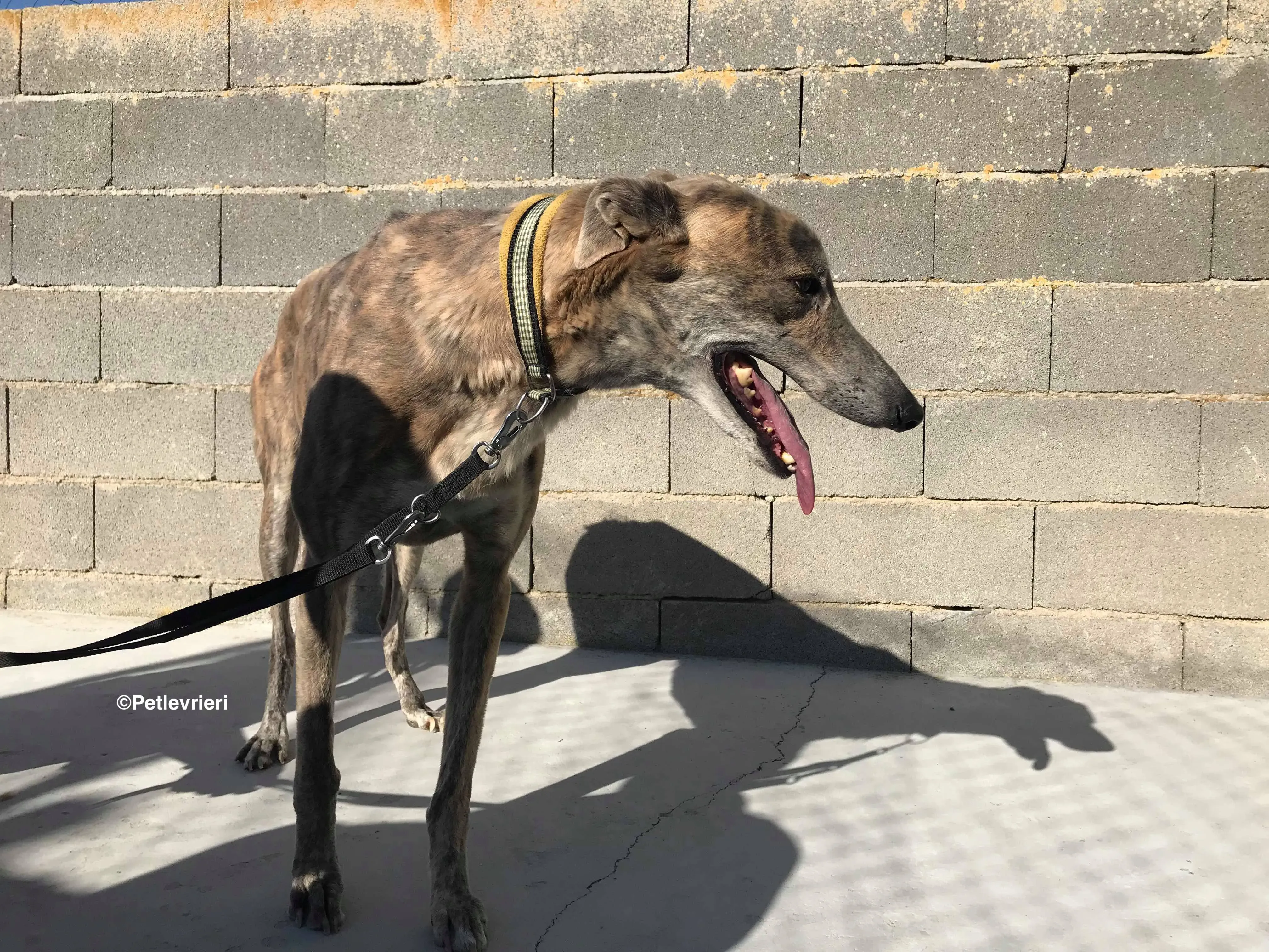 Duke adozione levrieri galgo 6