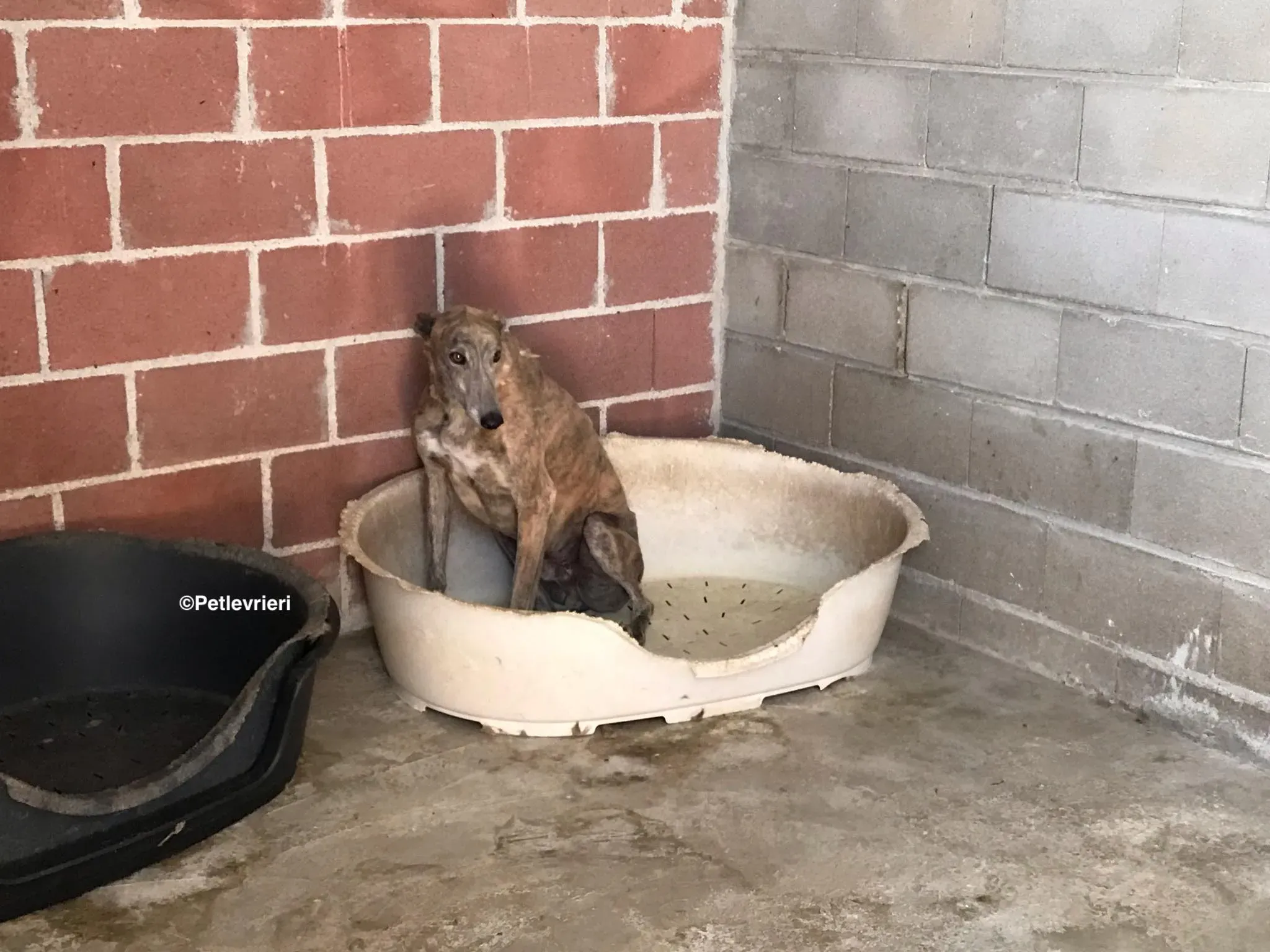 Duke adozione levrieri galgo 7