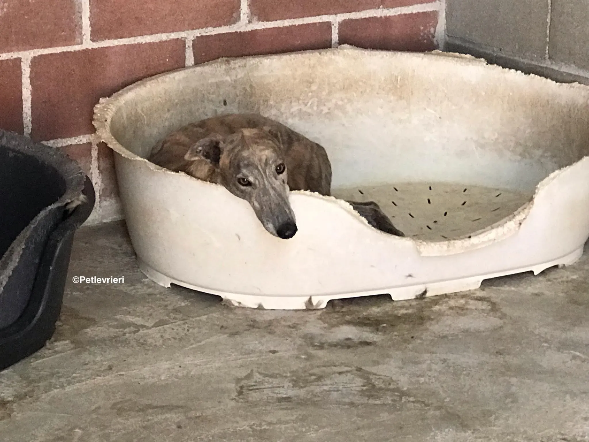 Duke adozione levrieri galgo 8