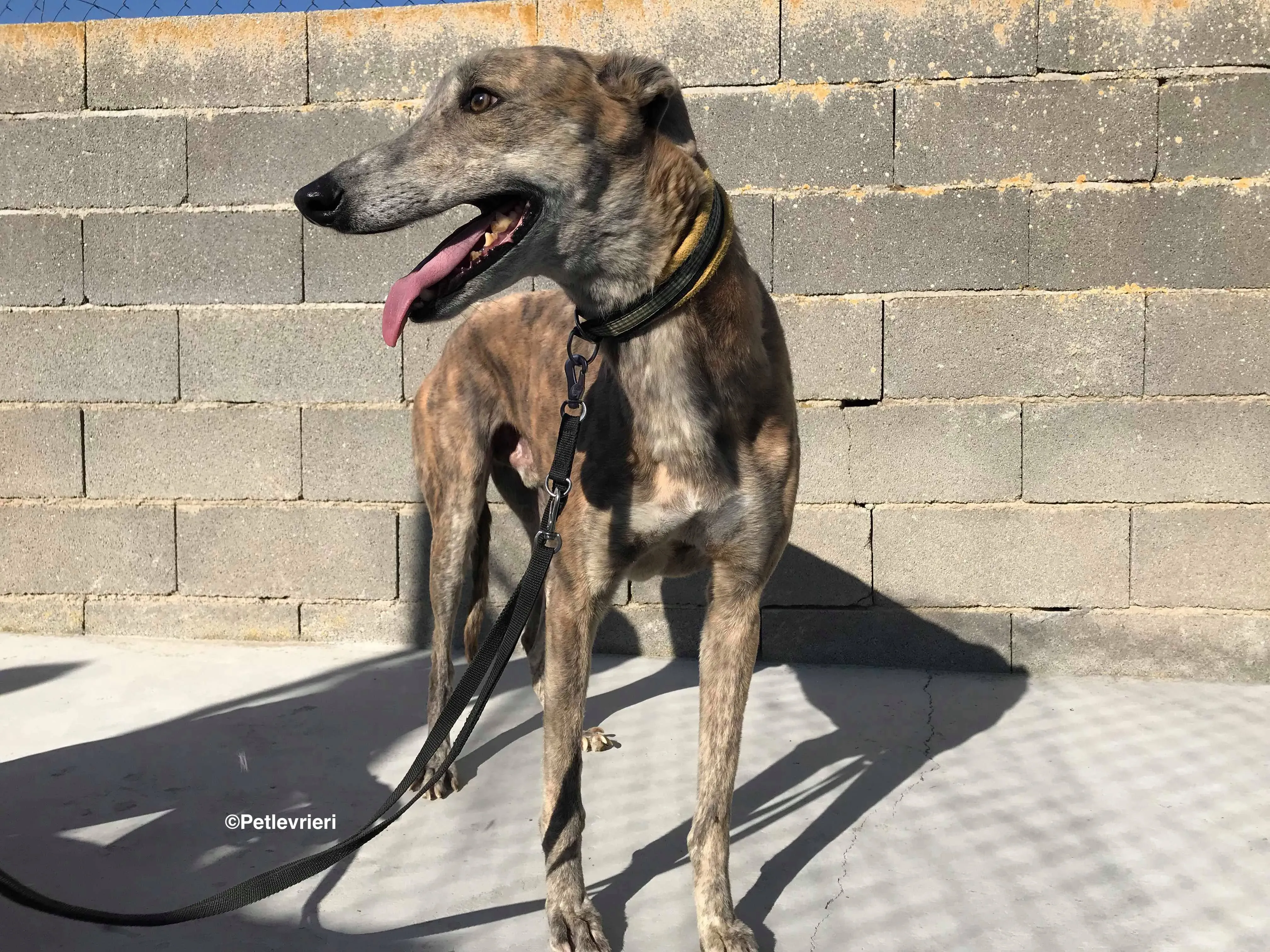 Duke adozione levrieri galgo 9