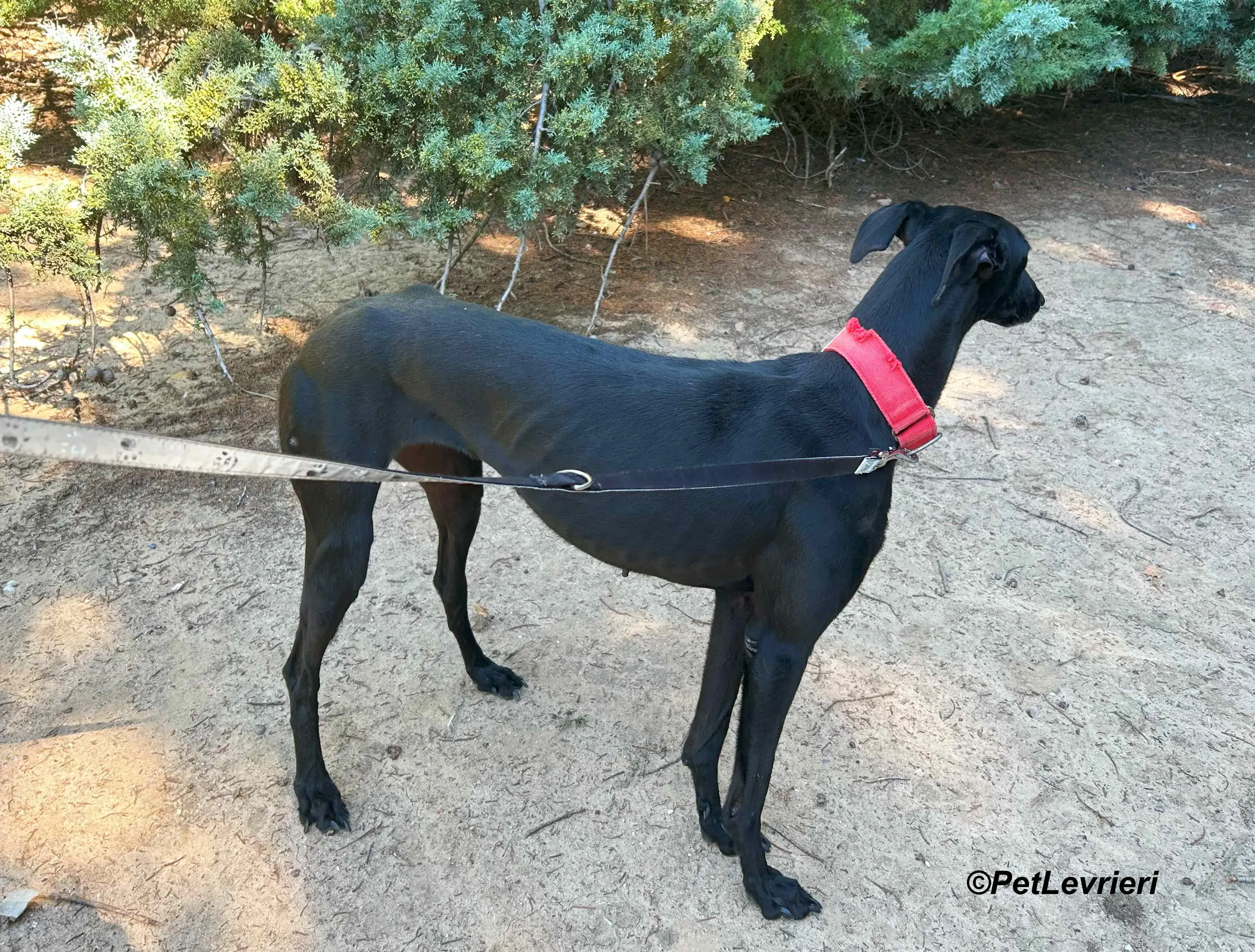 Dulce galgo adozione pet levrieri onlus 1