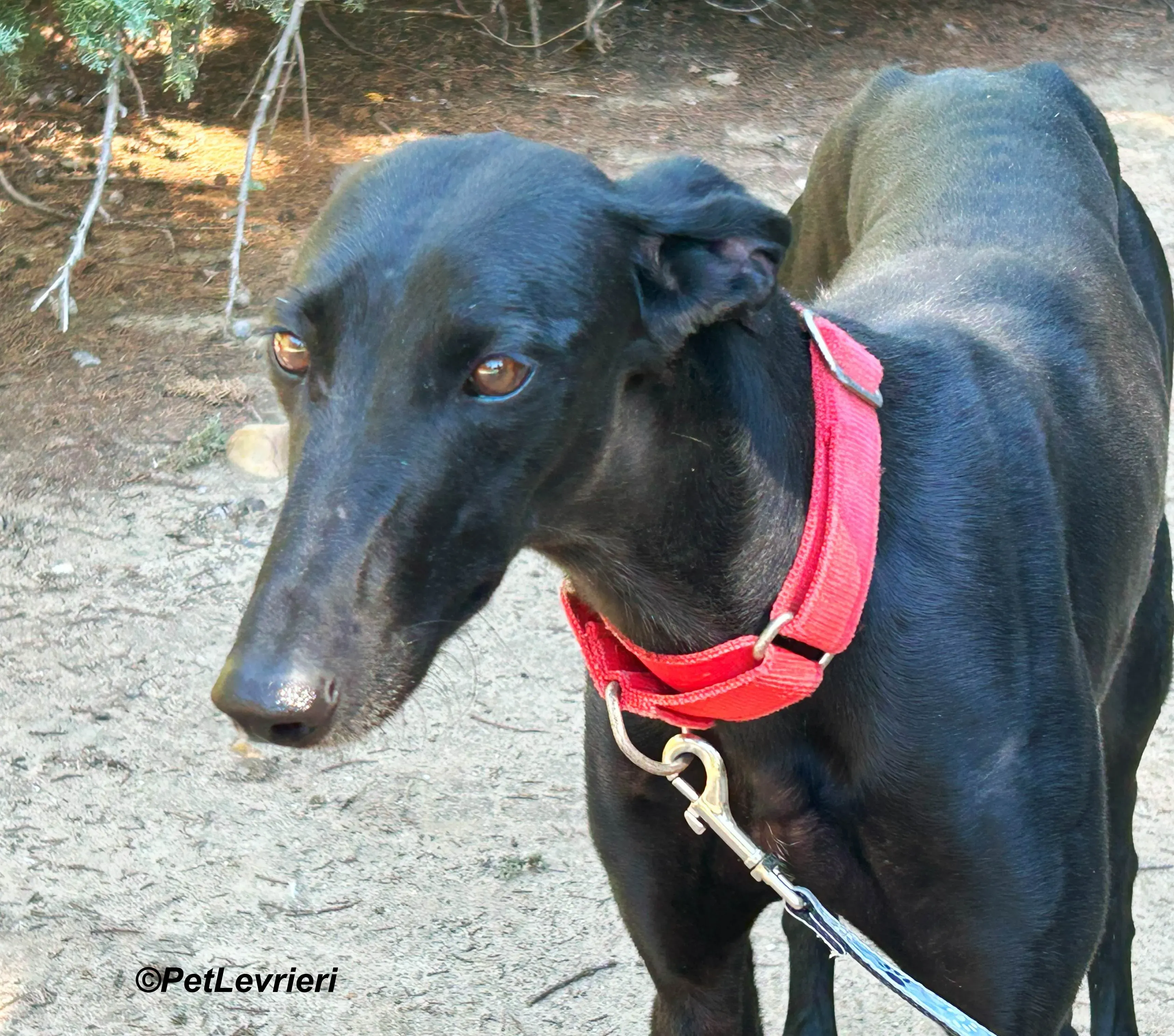 Dulce galgo adozione pet levrieri onlus 10