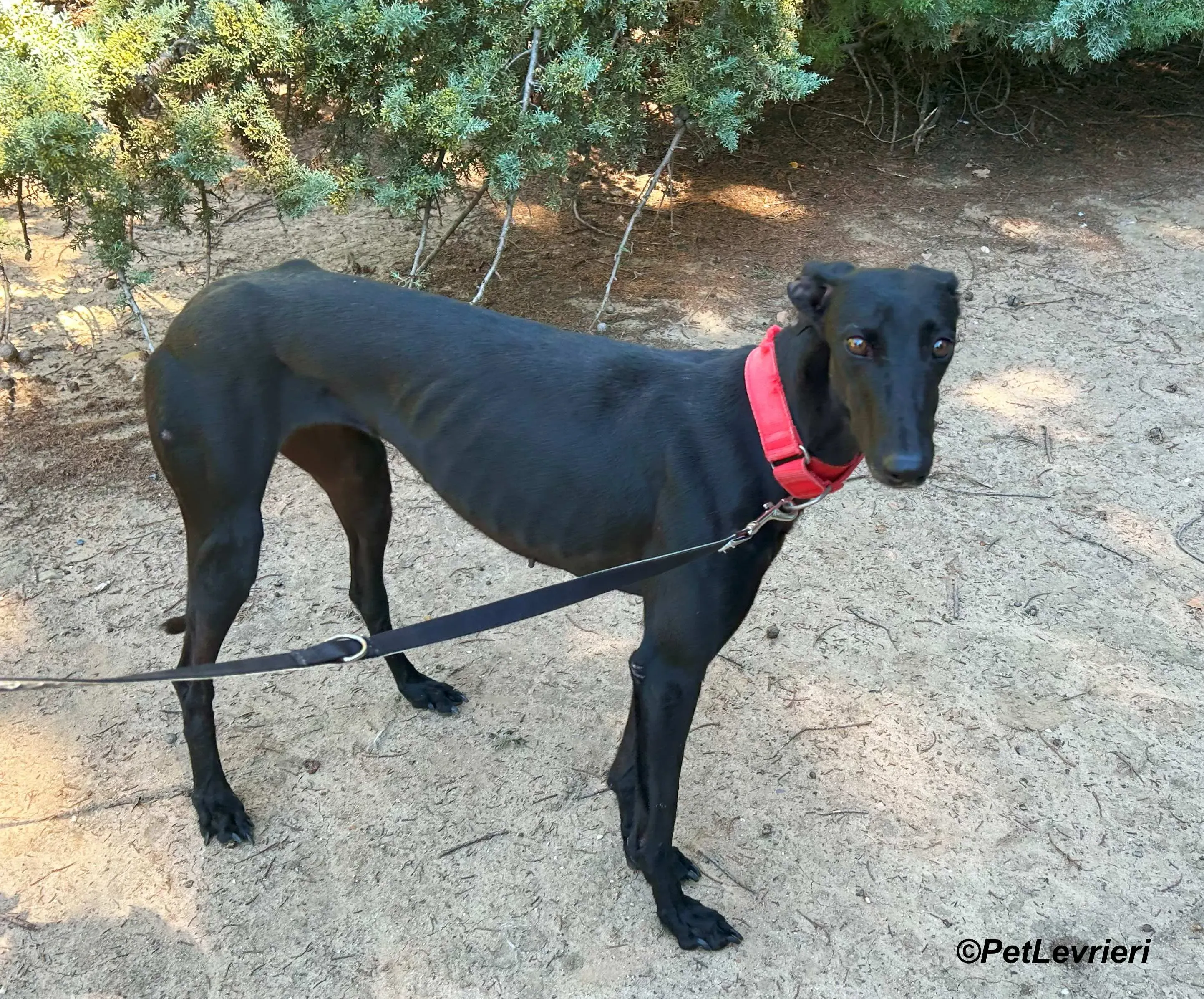 Dulce galgo adozione pet levrieri onlus 2