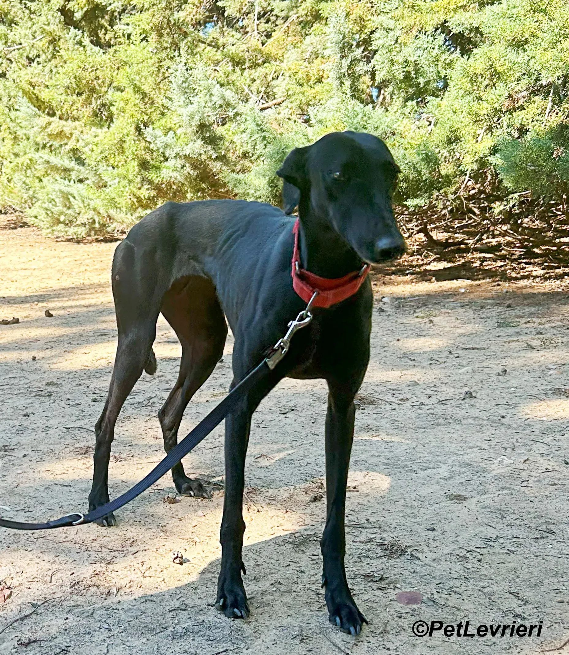 Dulce galgo adozione pet levrieri onlus 3