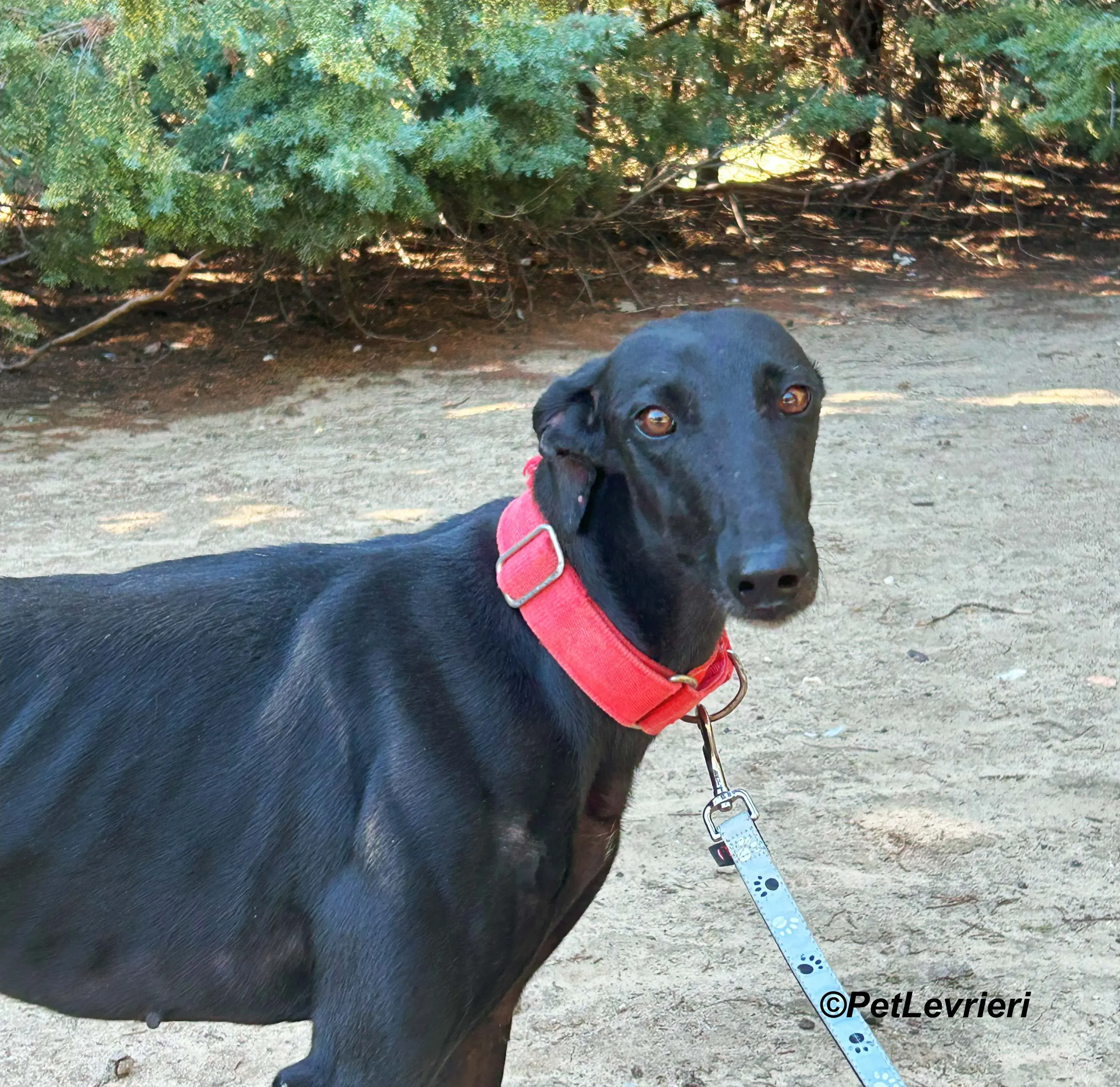 Dulce galgo adozione pet levrieri onlus 4