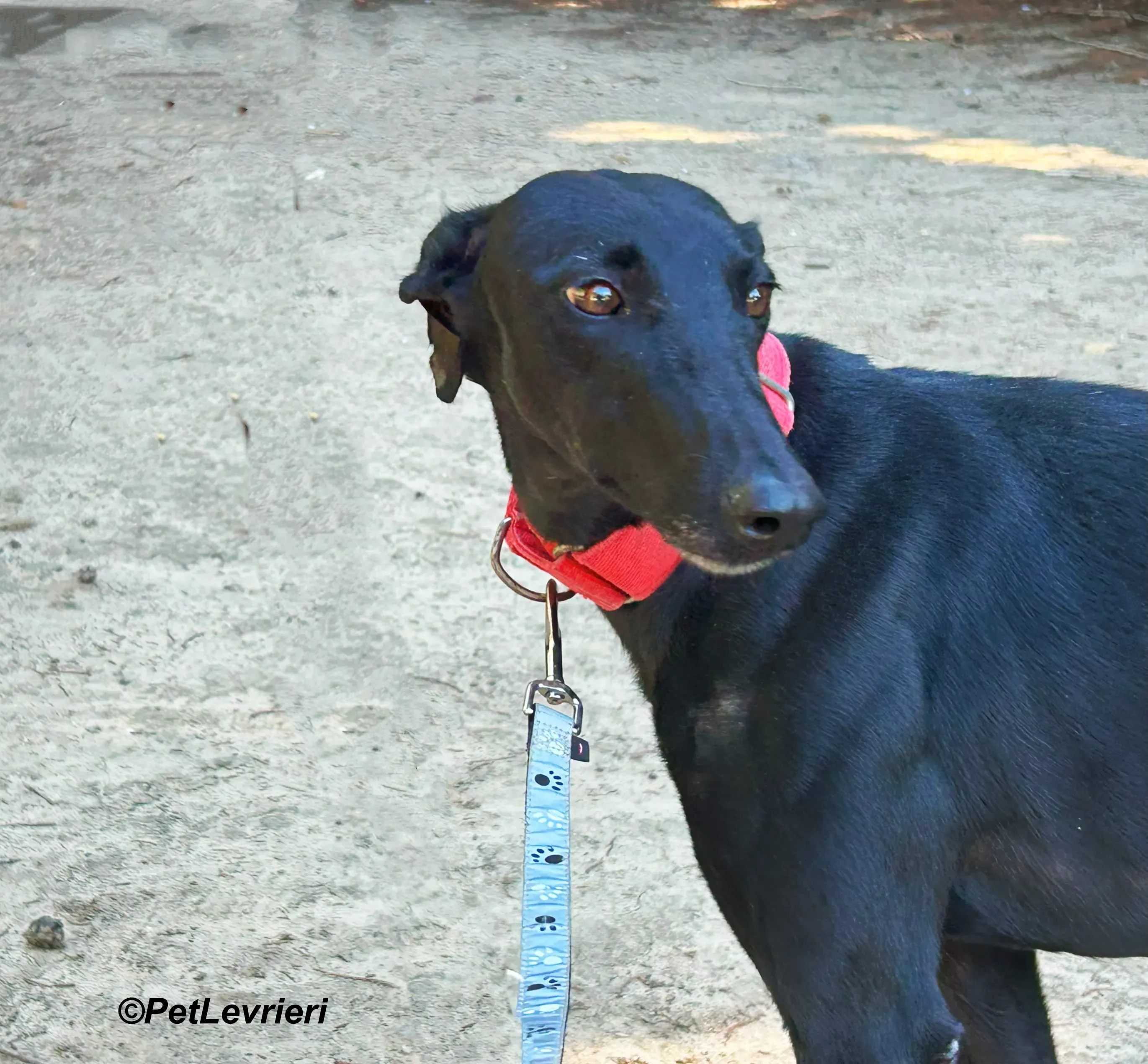 Dulce galgo adozione pet levrieri onlus 5