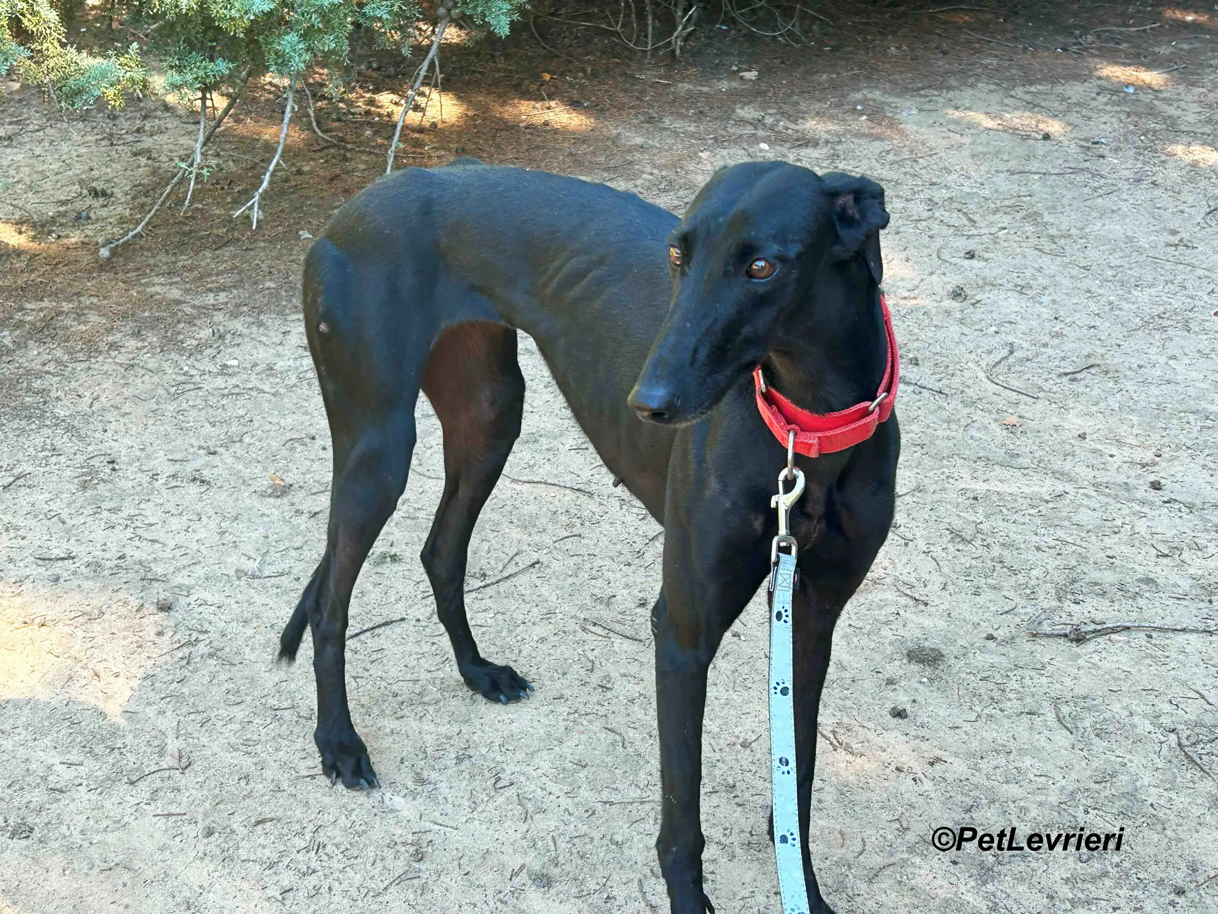 Dulce galgo adozione pet levrieri onlus 6