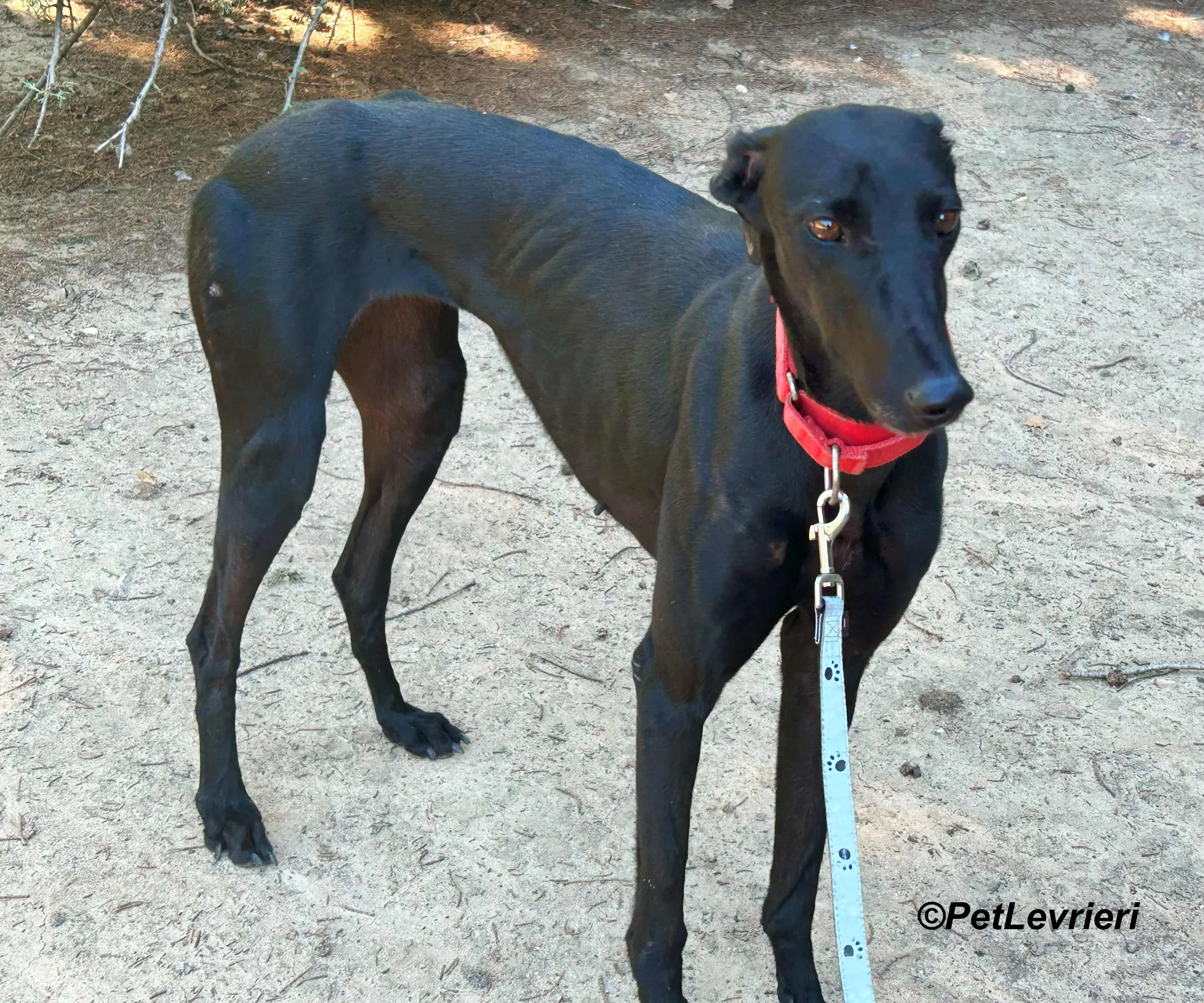 Dulce galgo adozione pet levrieri onlus 7