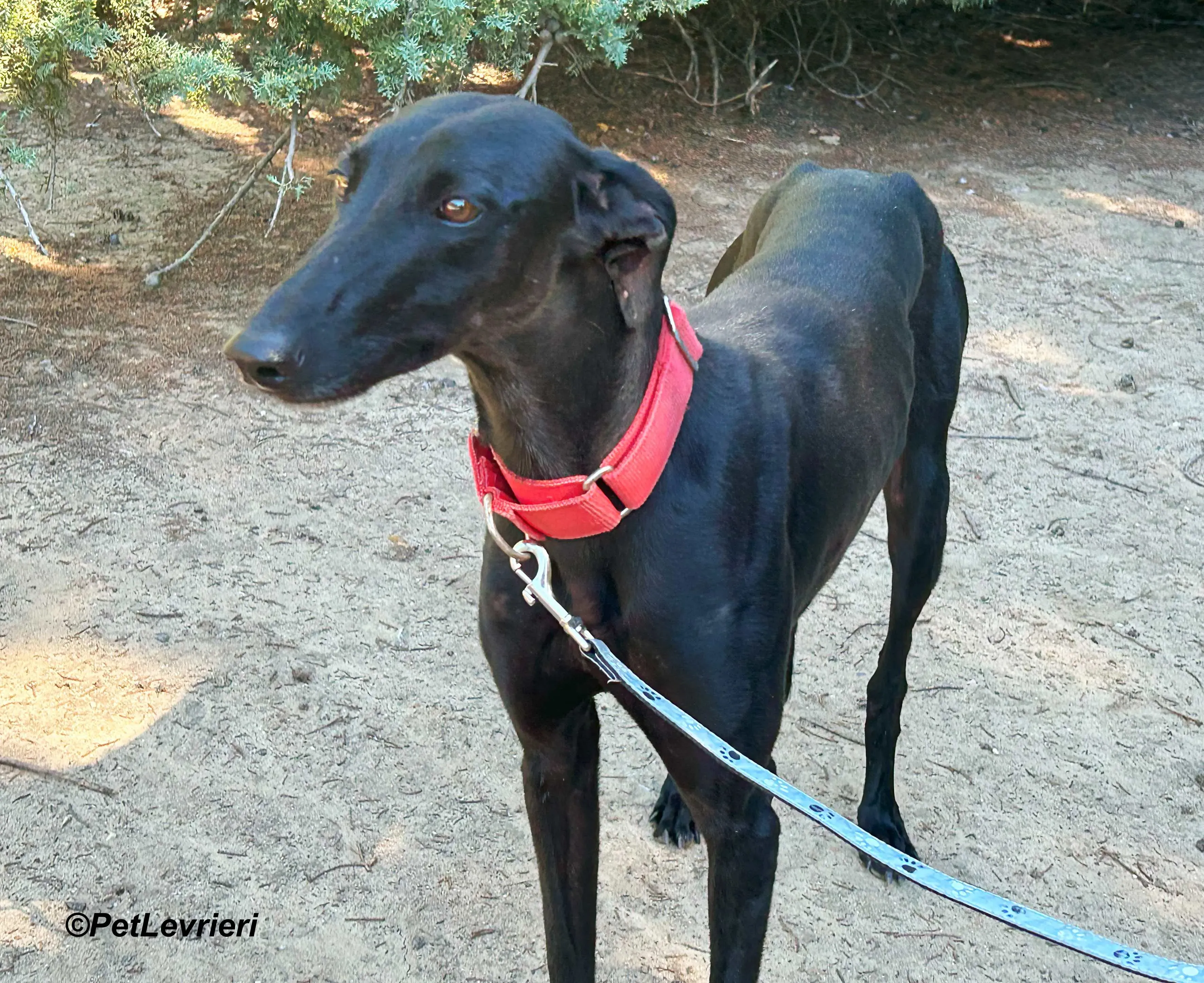 Dulce galgo adozione pet levrieri onlus 8