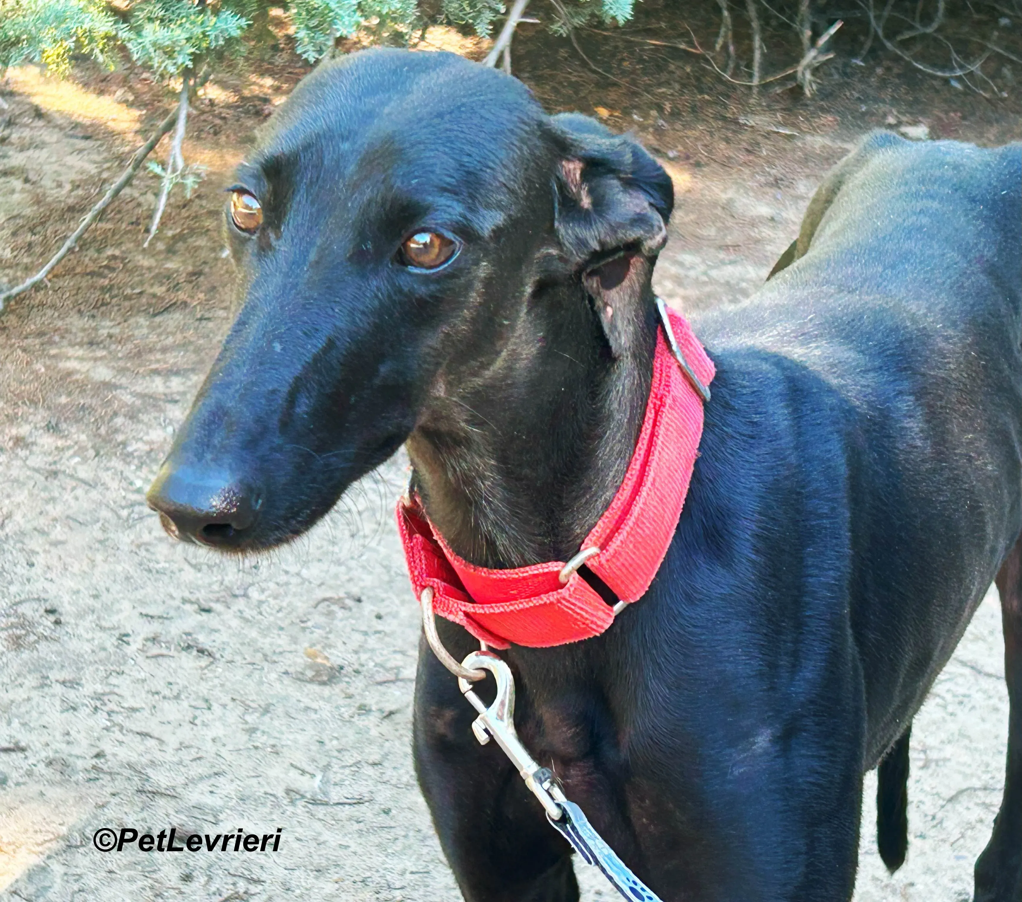 Dulce galgo adozione pet levrieri onlus 9